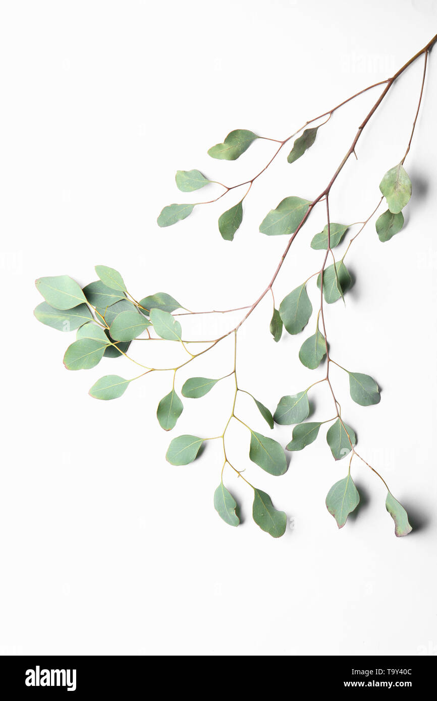 Branch of tropical plant on white background Stock Photo - Alamy