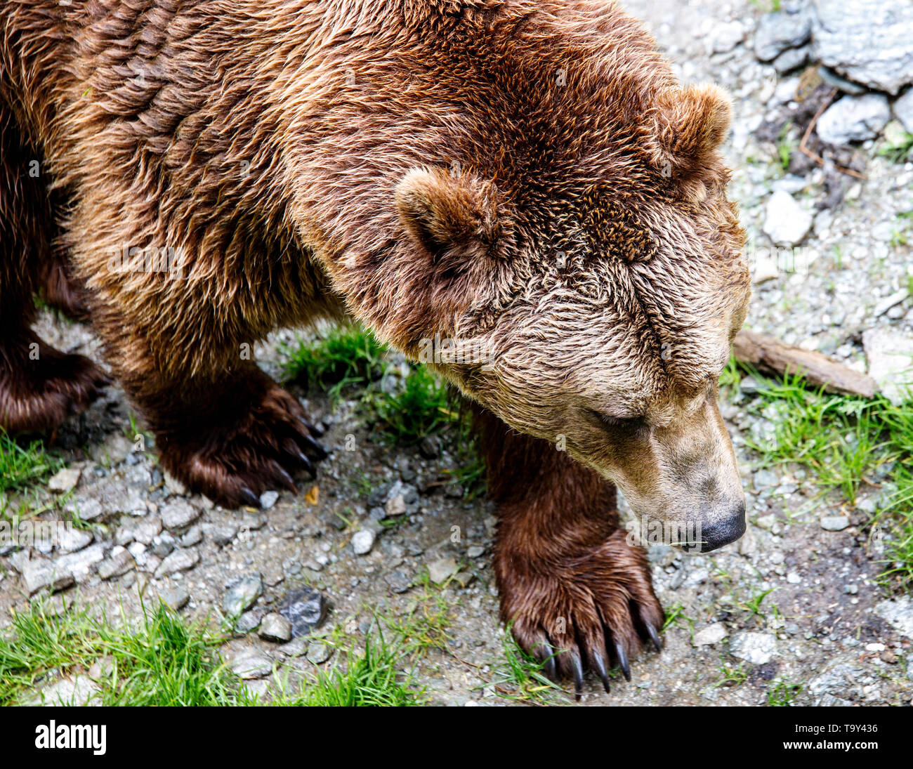 huge big brown bear in its territory in the nature park observing Stock Photo