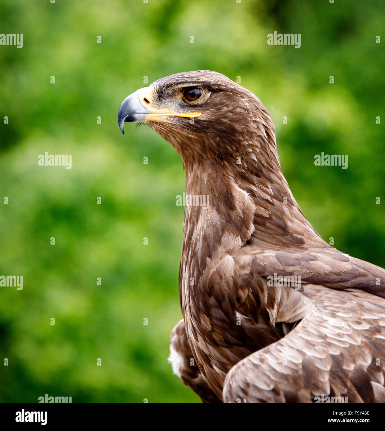 Huge falcon observing its territory with a sharp eye and bill Stock Photo