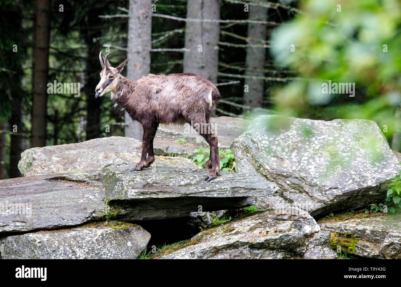ibex waiting on the rock in the forest for his pack with a changing pelt Stock Photo