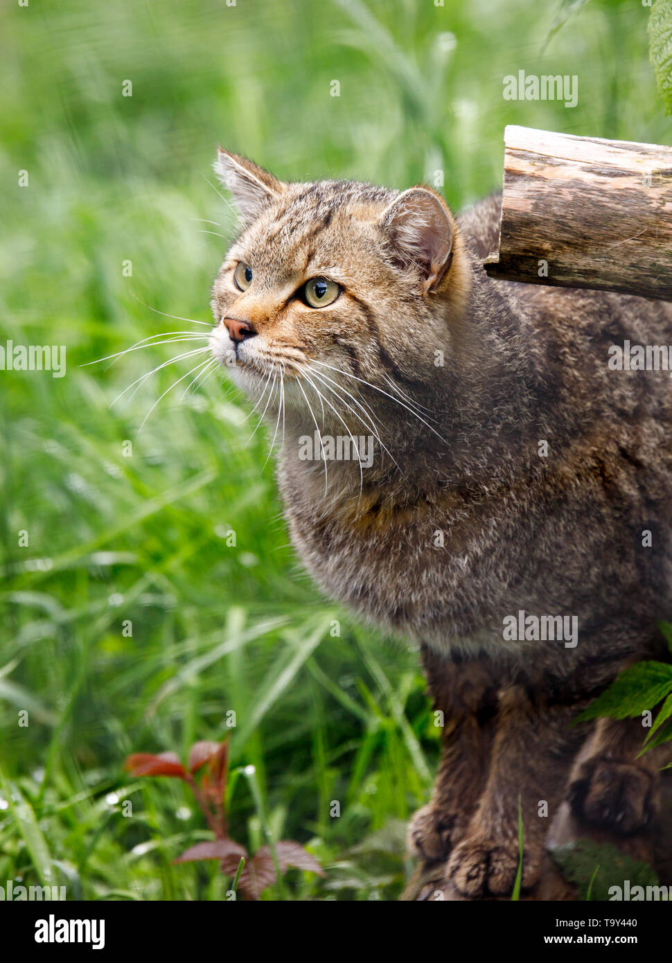 big hungry wildcat waiting for meat meal in the nature park Stock Photo