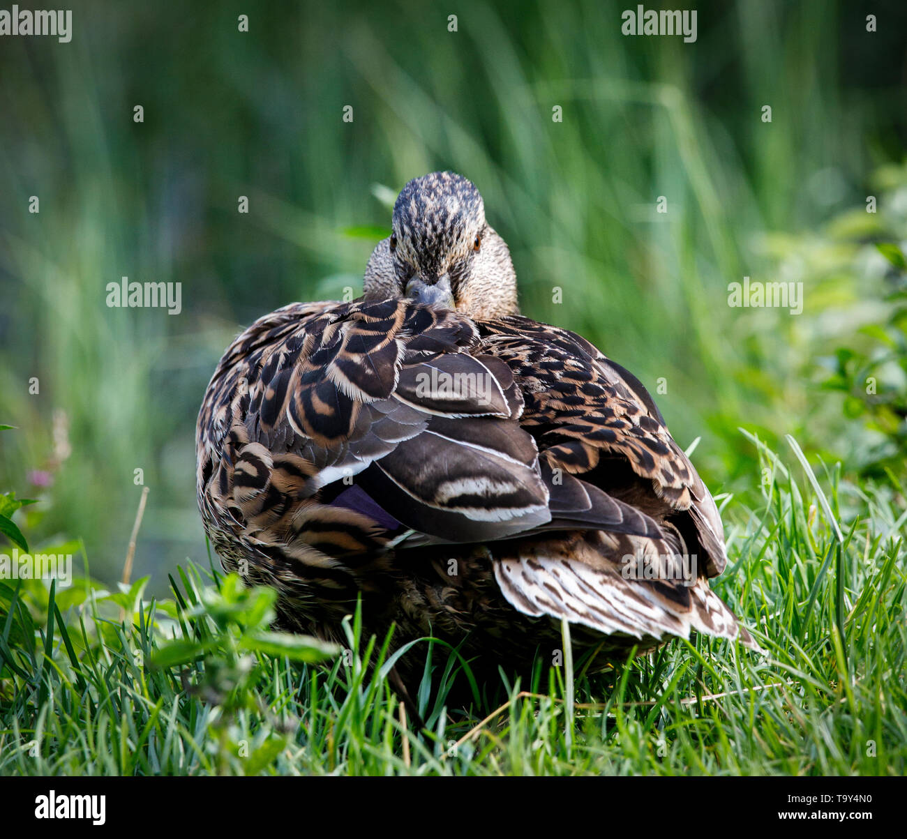 beautiful brown mallard duck with a natural alpine lake surrounded by grass in the austrian alps Stock Photo