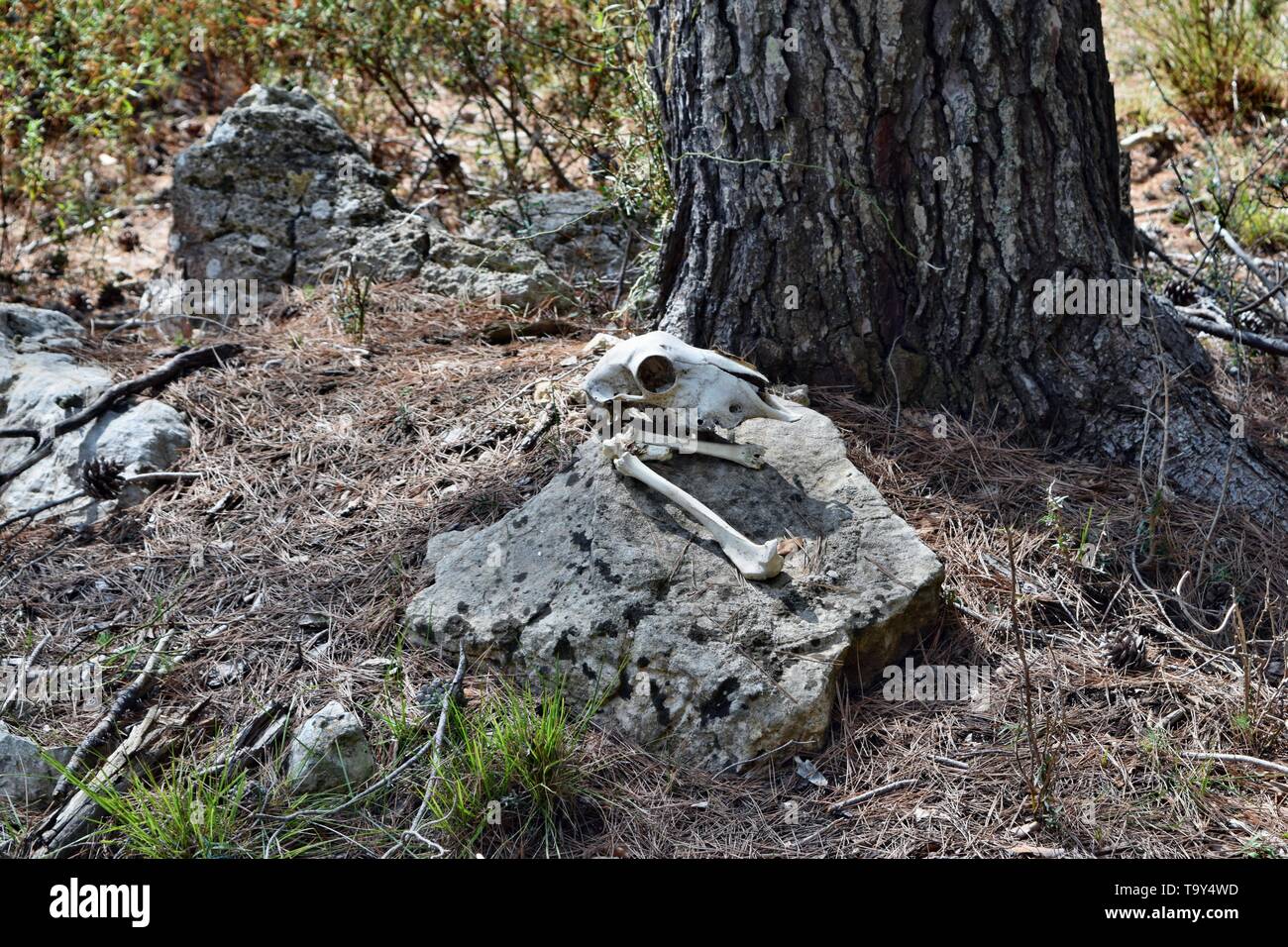 A real dry goat skull on a background in the forest Stock Photo