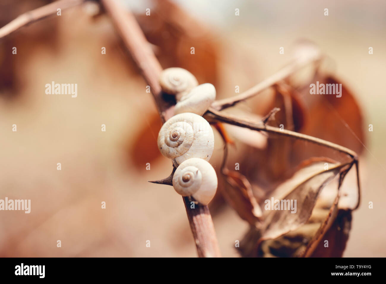 snail shells on a dry tree trunk in spring Stock Photo