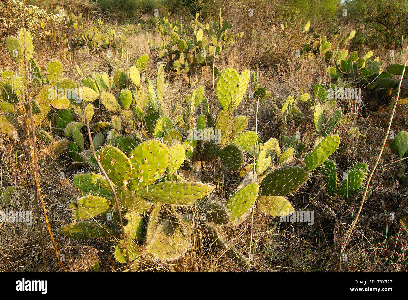 Native plants growing on volcanic rock at Cuicuilco Archaeological Site