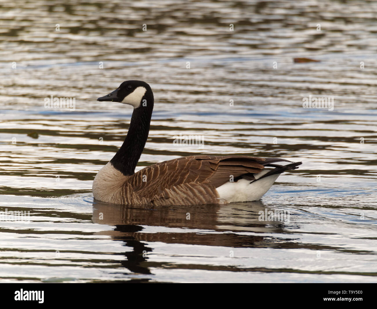 Canada goose company in cheap laval