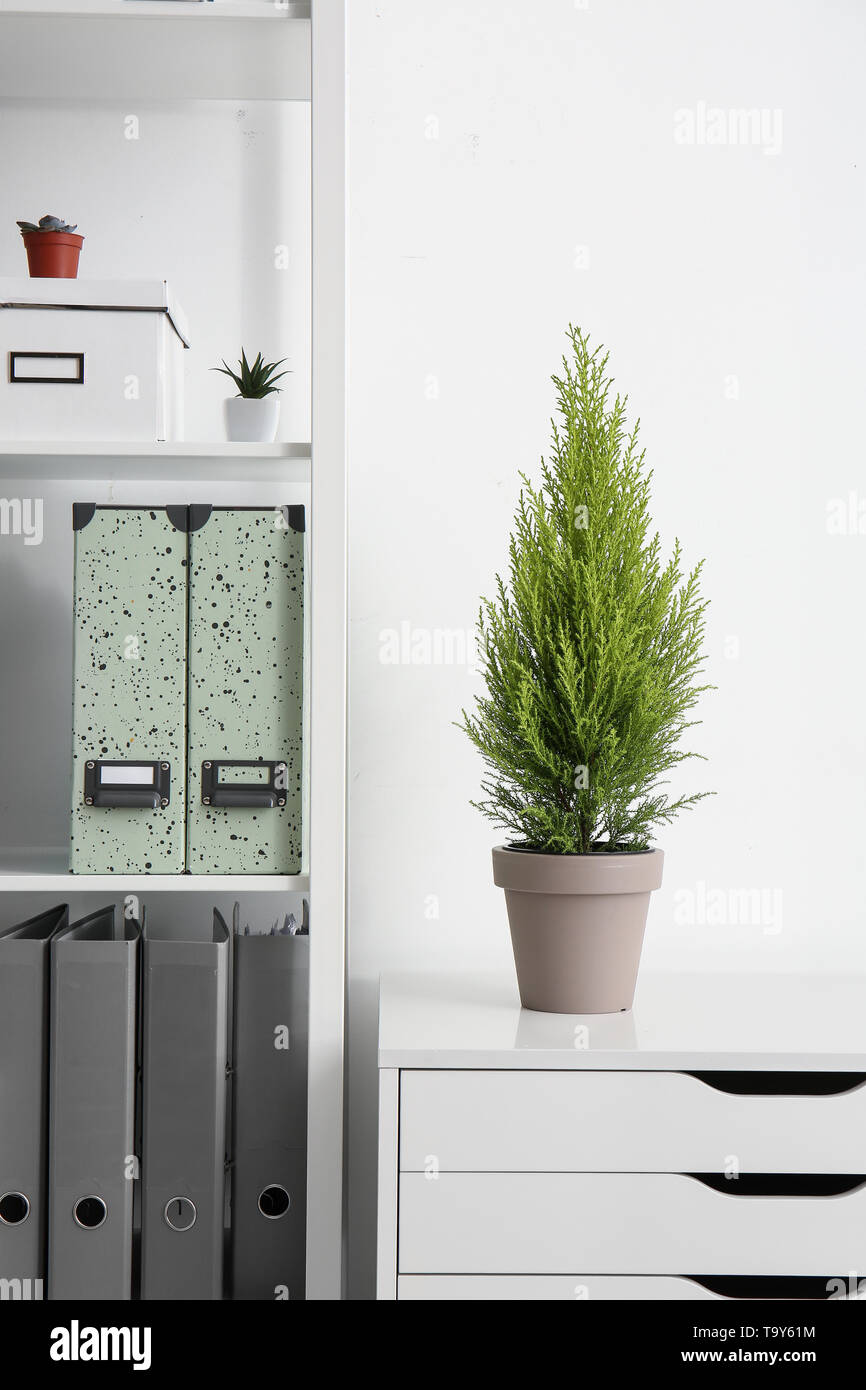 Green cedar tree on white commode in office Stock Photo