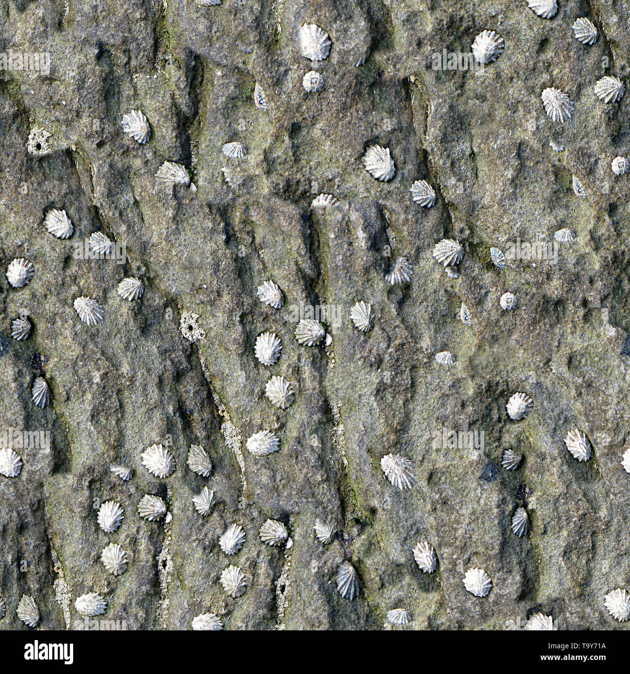 Shell Texture Tileable Seashells Seamless Texture Tile Stock Photo - Alamy