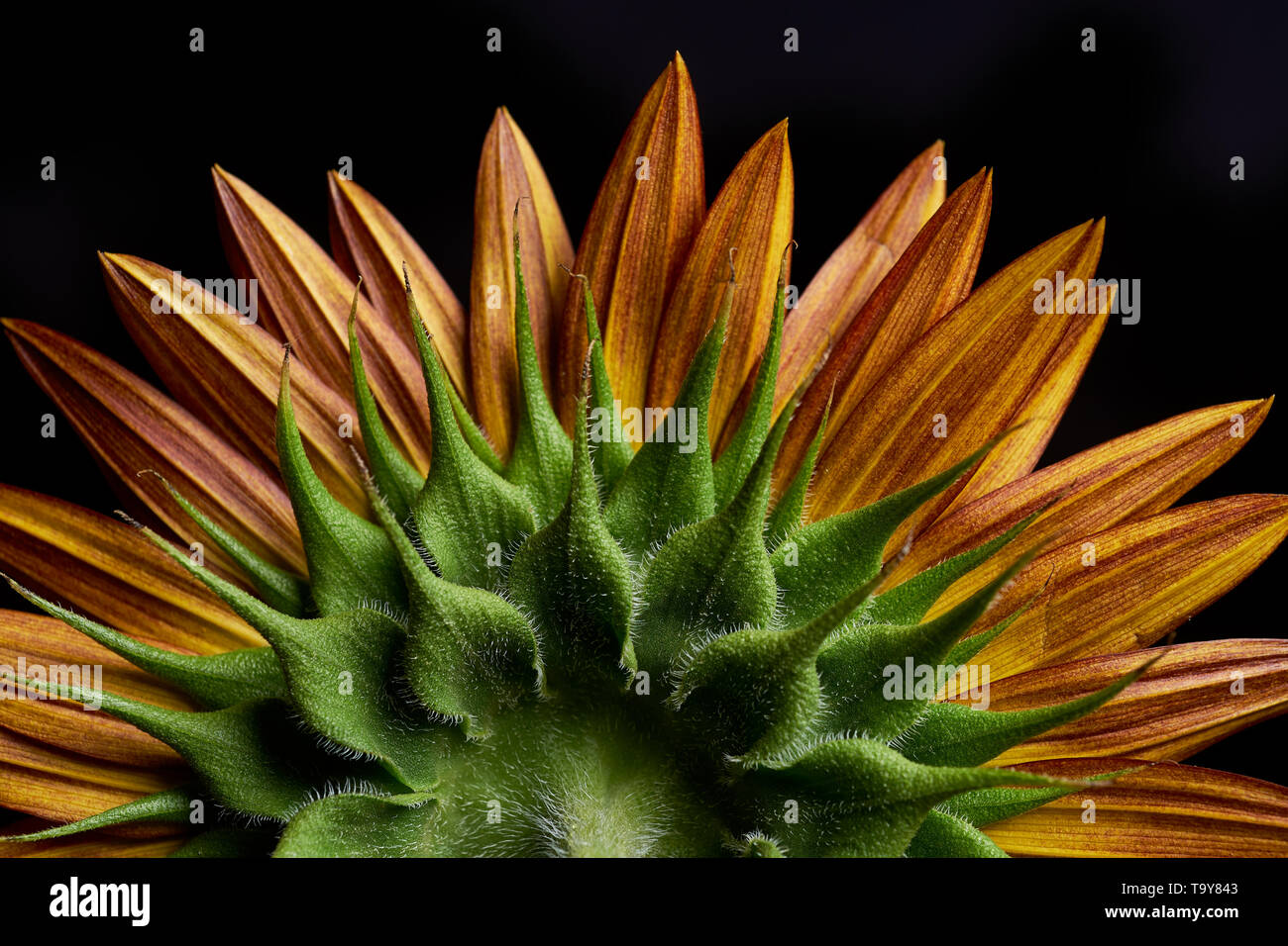 Closeup rear view of Evening Sun variety of sunflower. Stock Photo