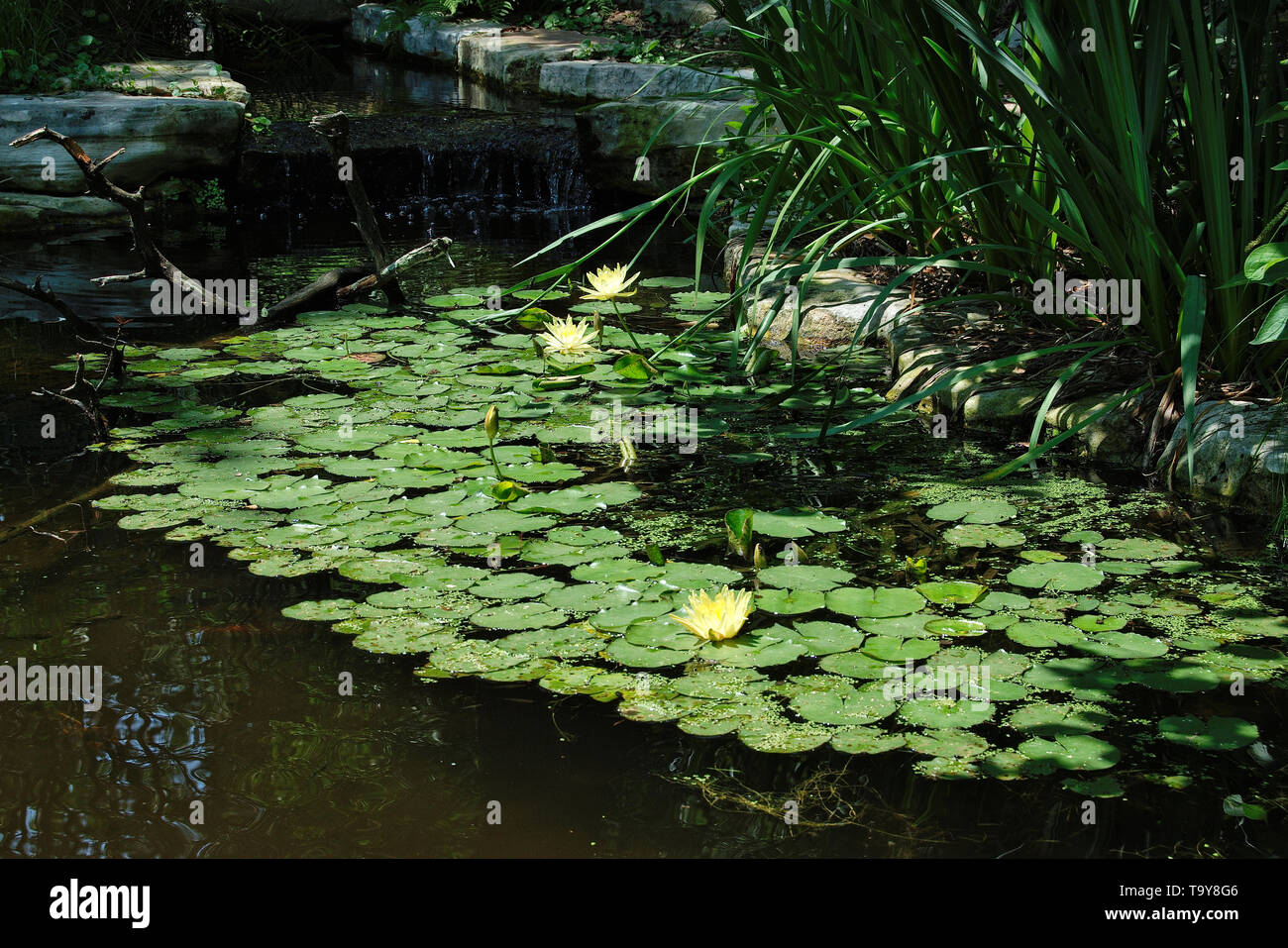 A zen water garden with lily pads floating on top of water Stock Photo