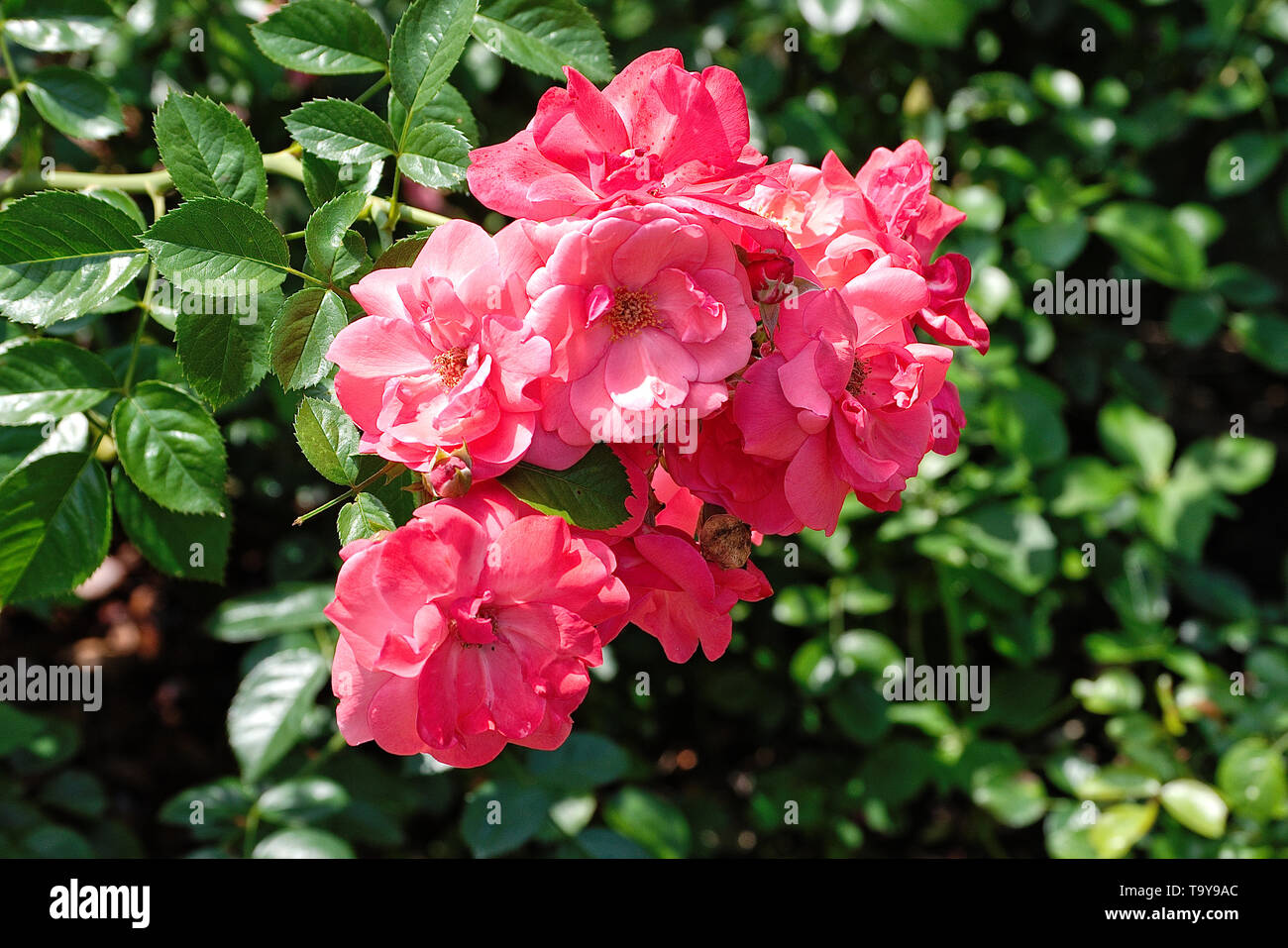 Bouquet salmon pink roses hi-res stock photography and images - Alamy