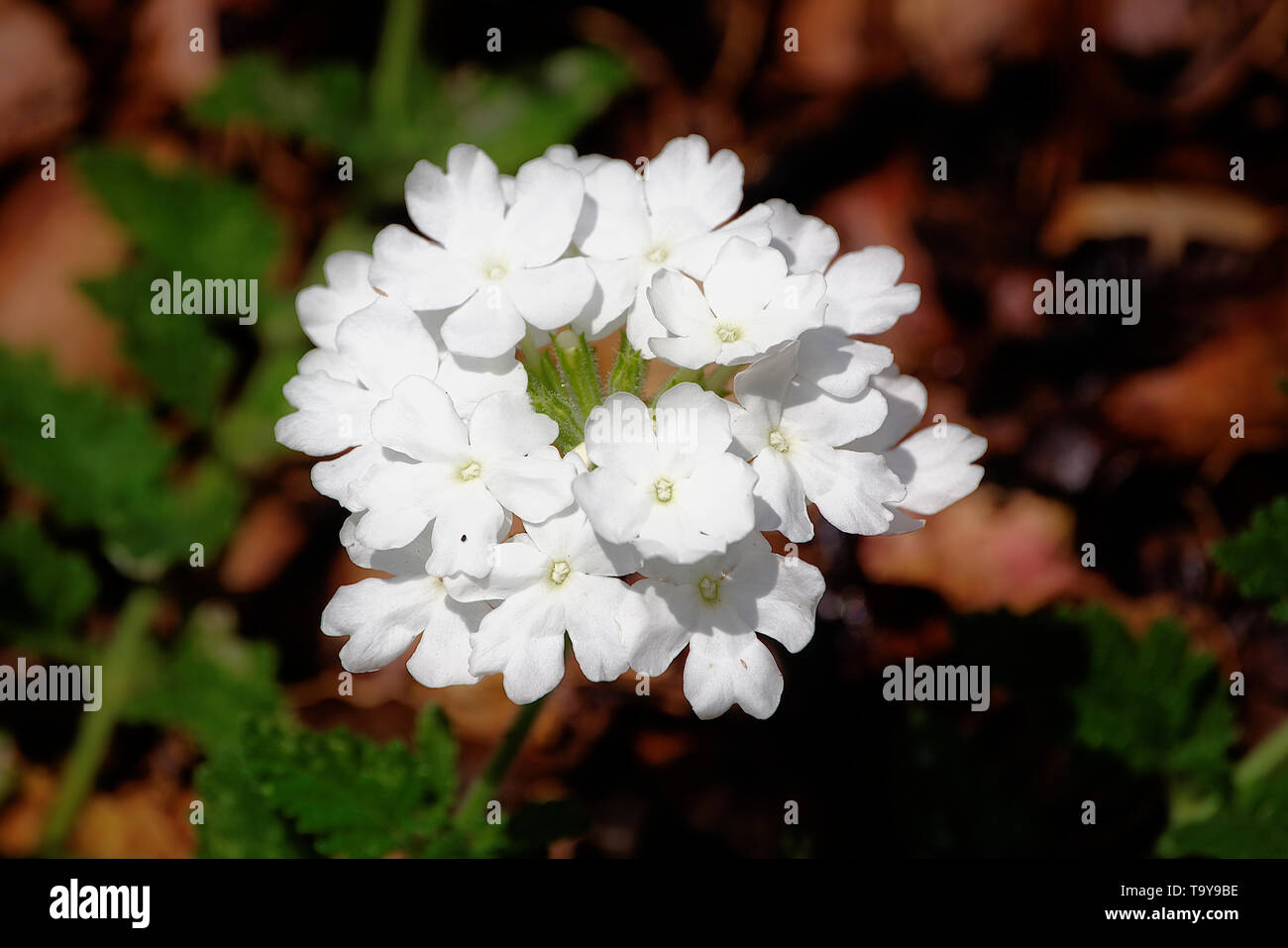 Dainty white flower cluster grouped in a circle Stock Photo