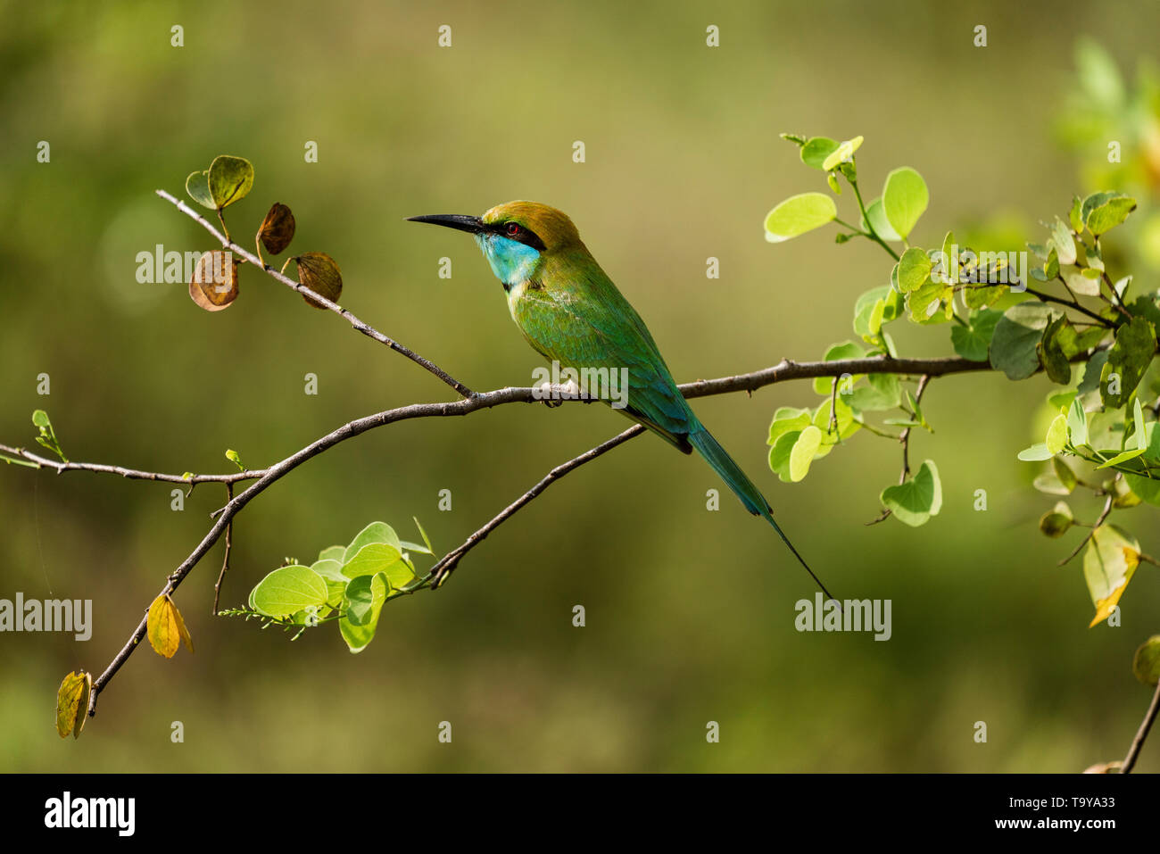 Bee eater sits on a branch in Sri Lanka Stock Photo - Alamy