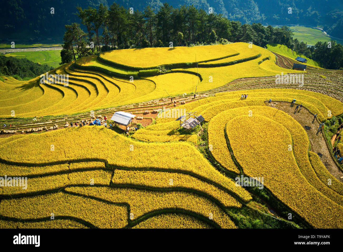 Aerial view of ripen rice terraces in Mu Cang Chai, Vietnam Stock Photo ...