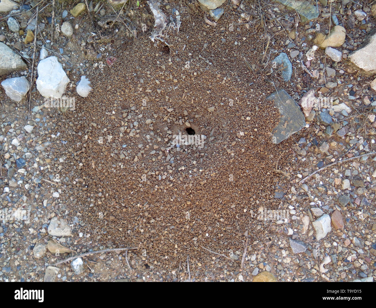 Ant Holes Hi Res Stock Photography And Images Alamy