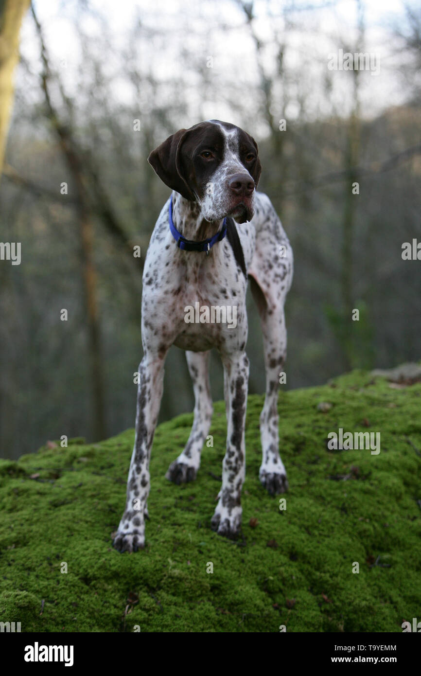 Pointer English Stock Photo 247081316 Alamy