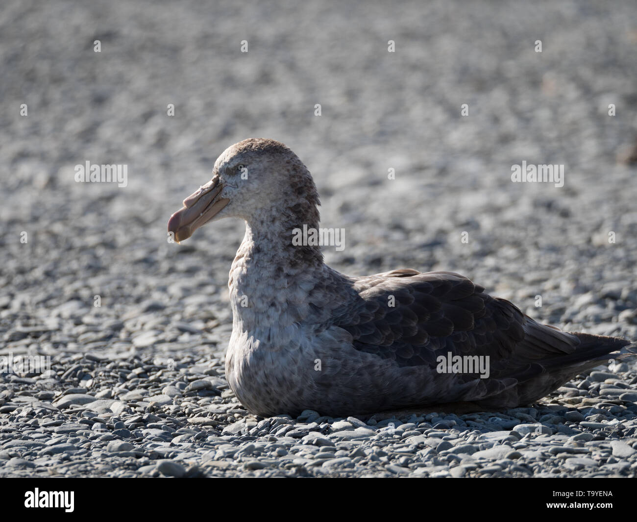 Close up of a Southern Giant Petrel sitting on a rocky beach in South Georgia. It is Shown in profile and photographed with a shallow depth of field. Stock Photo