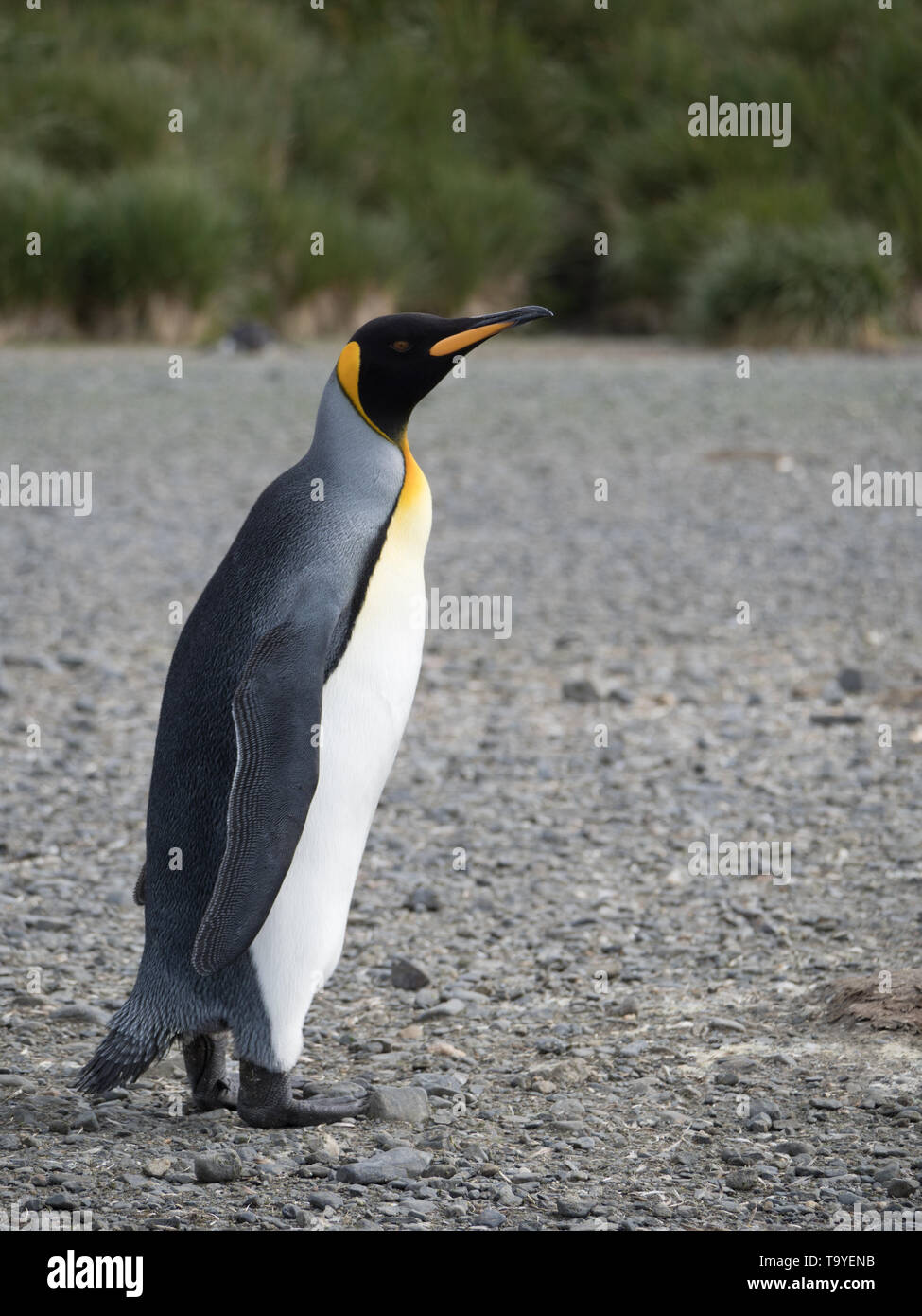Close up of an adult king penguin standing in profile on a rocky beach with tussac grass in the background. Photographed in South Georgia with a shall Stock Photo