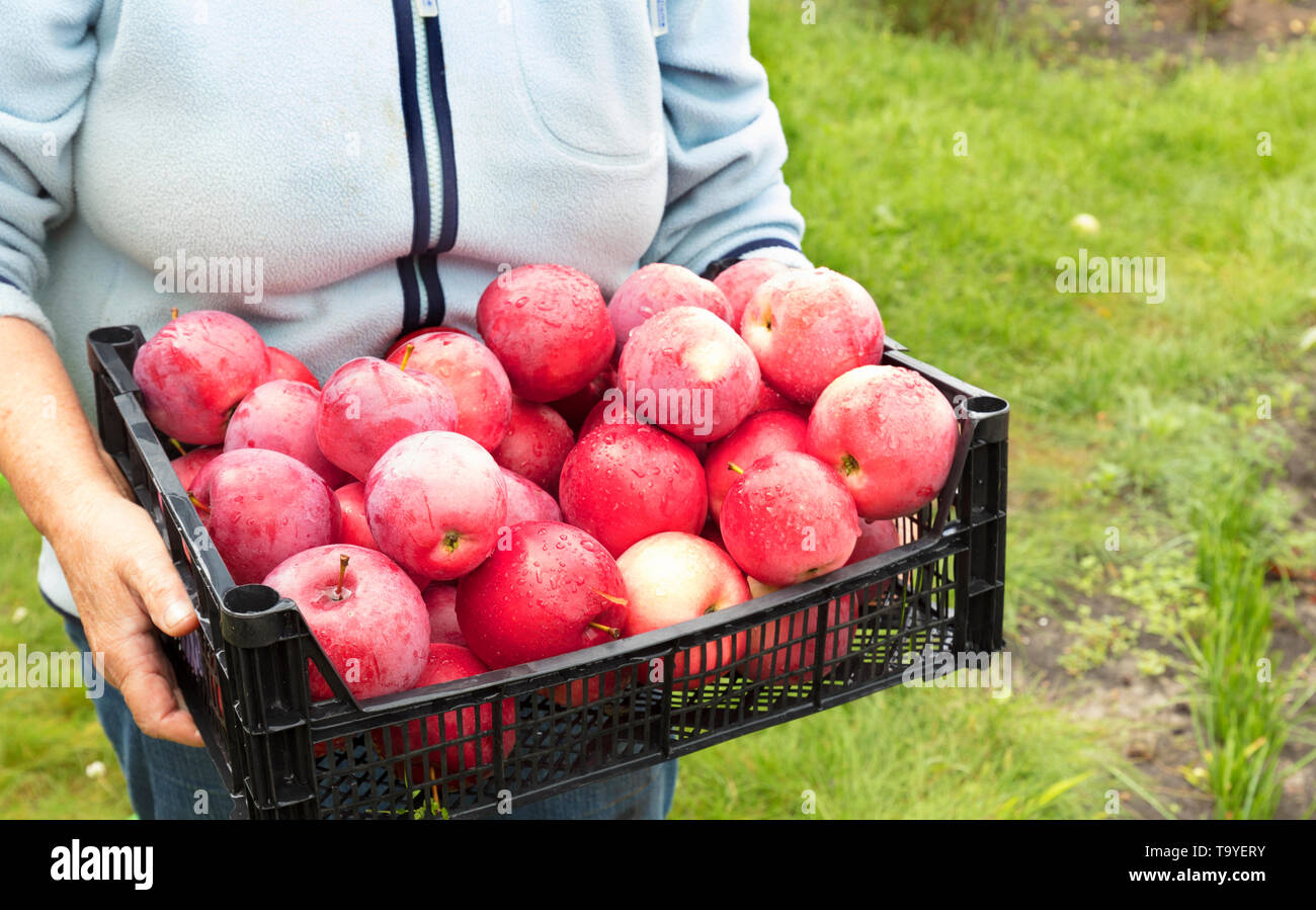 The farmer gathered in the garden a harvest of red ripe apples in a ...
