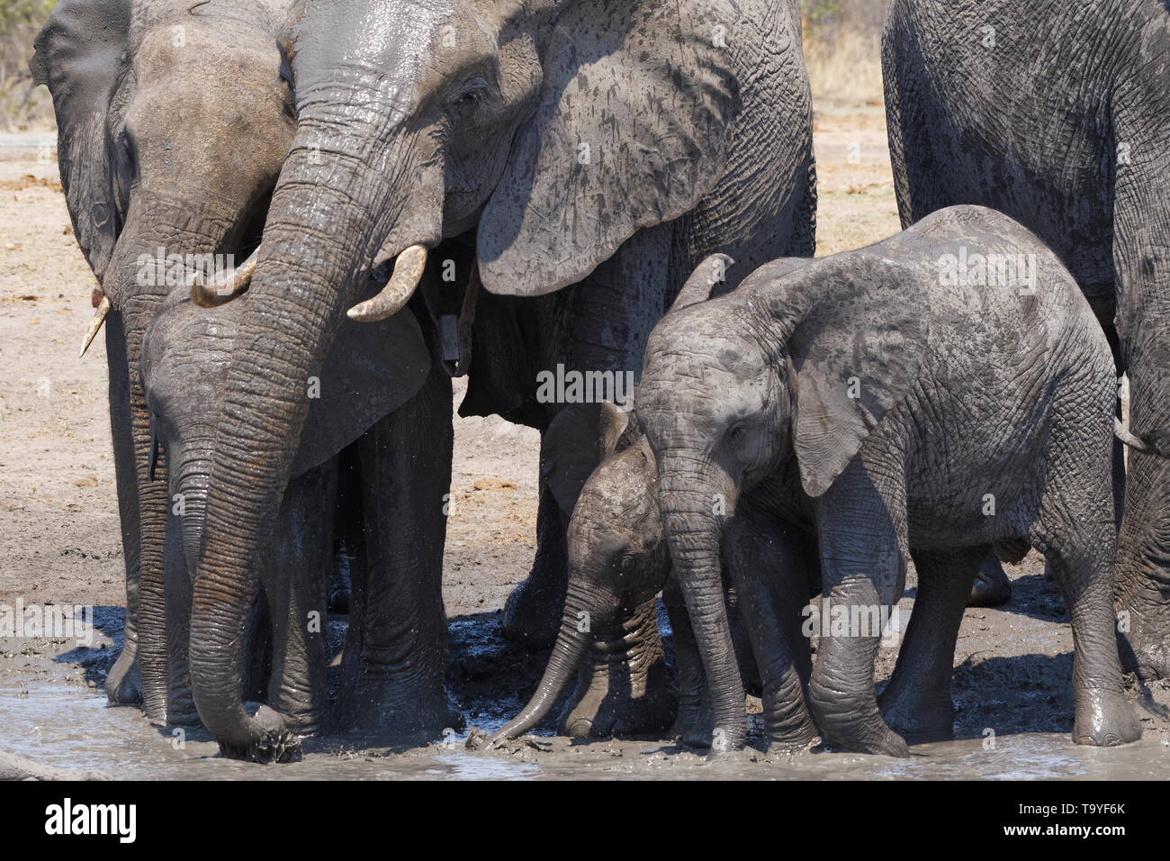 African bush elephants (Loxodonta africana), herd with calves and baby at a muddy waterhole, Kruger National Park, South Africa, Africa Stock Photo