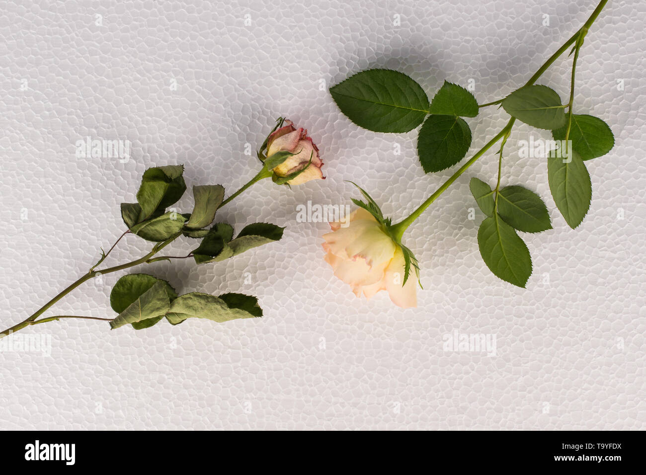 Two roses contrast - fresh cut and dried flowers, white textured background, top-down Stock Photo