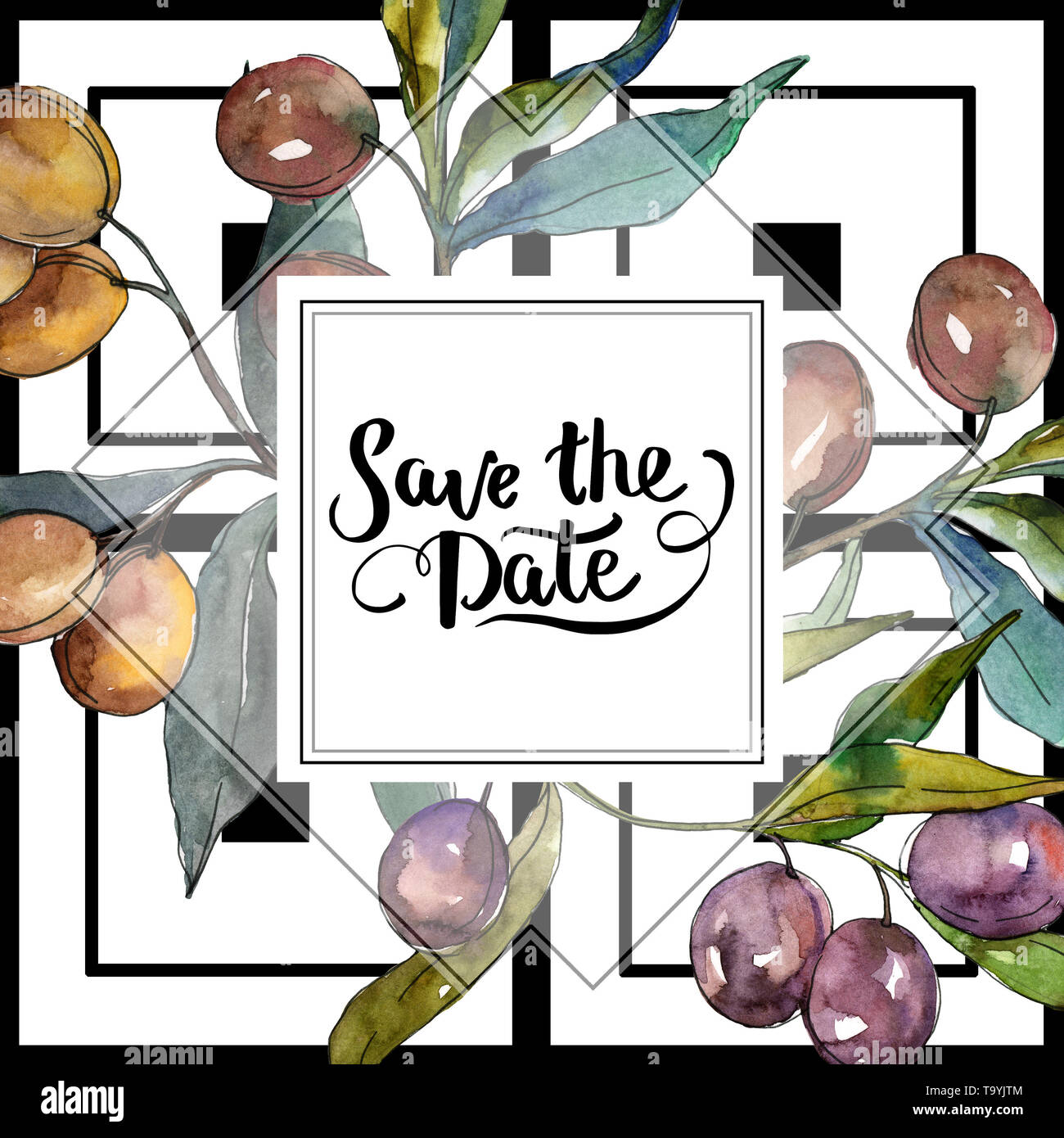 Olive branch with black and green fruit. Watercolor background ...