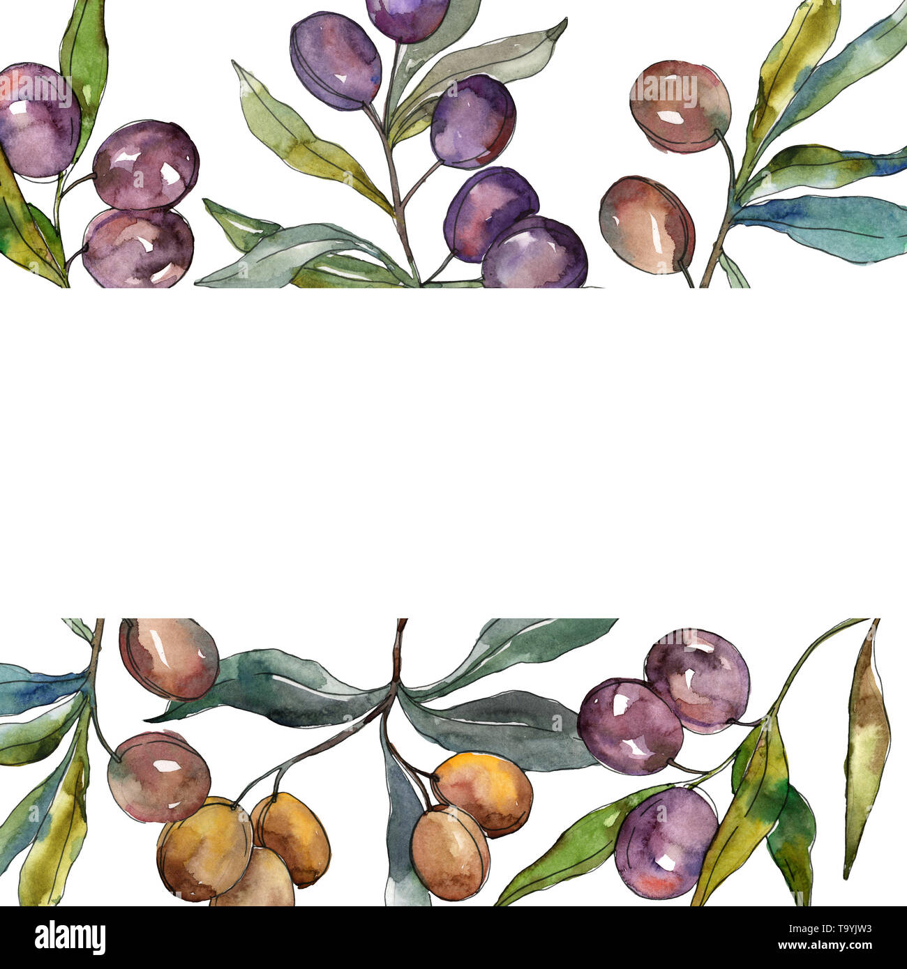 Olive branch with black and green fruit. Watercolor background ...