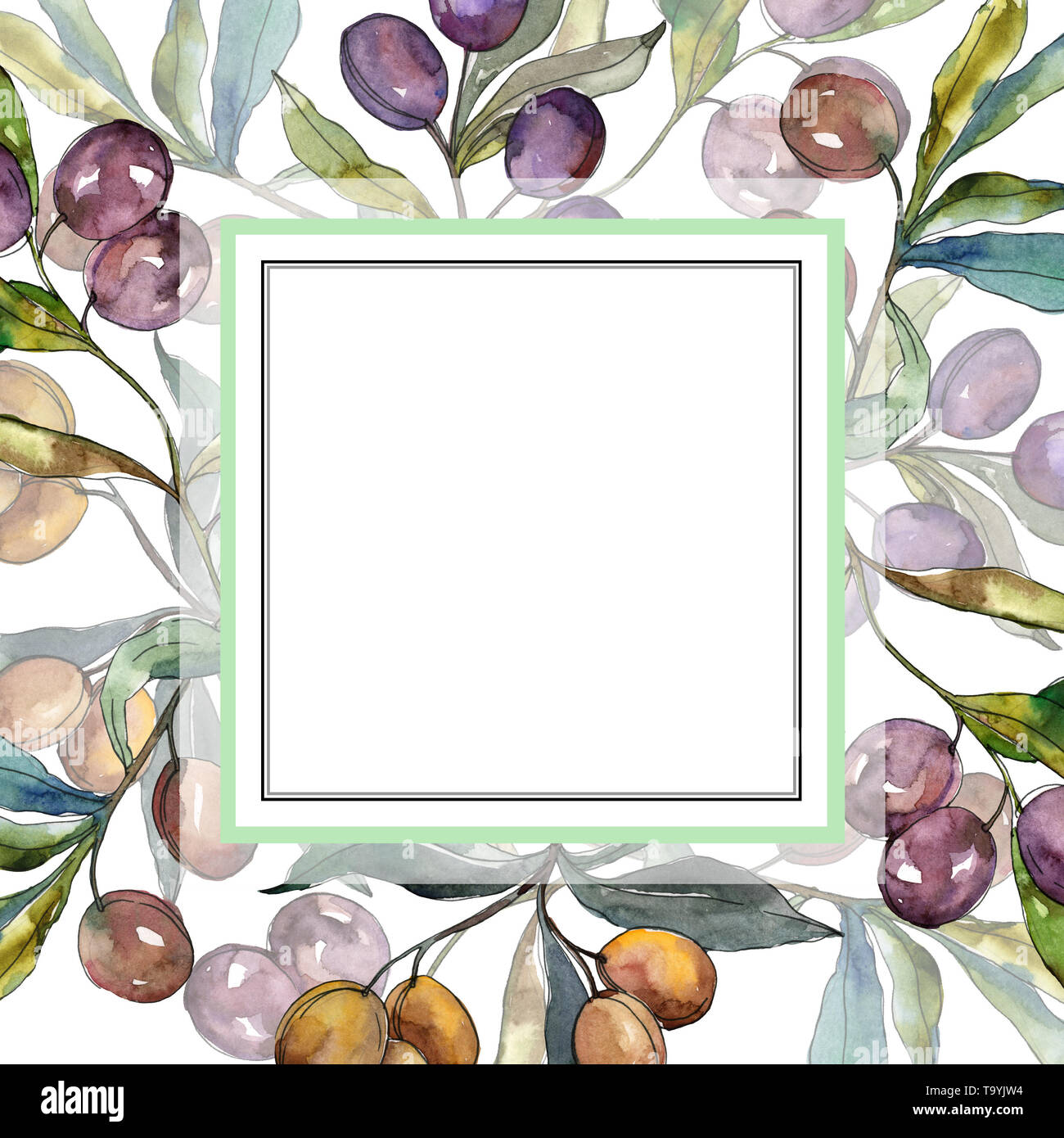 Olive branch with black and green fruit. Watercolor background ...