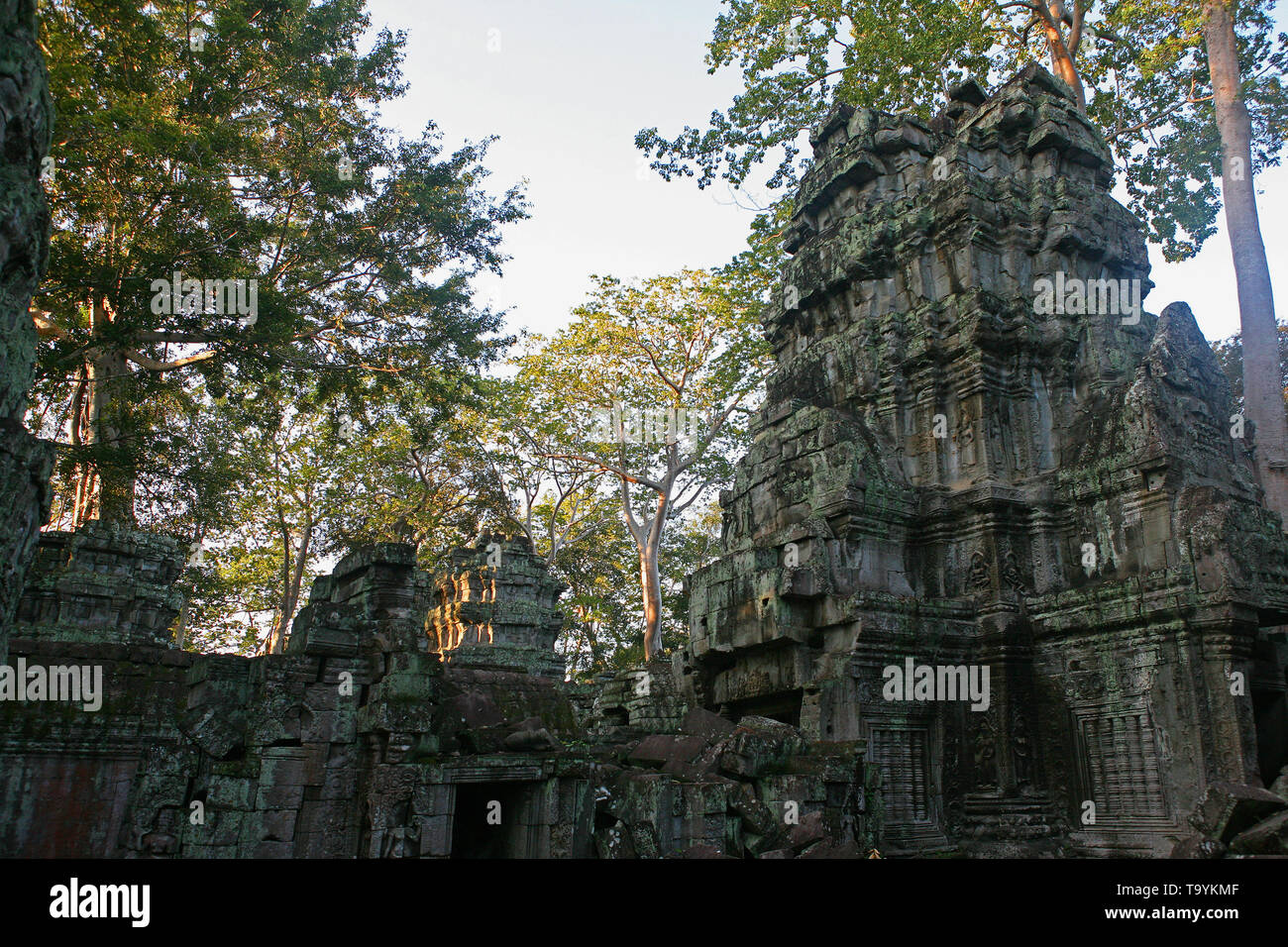 Early morning in the second enclosure, Ta Prohm, Angkor, Siem Reap, Cambodia Stock Photo