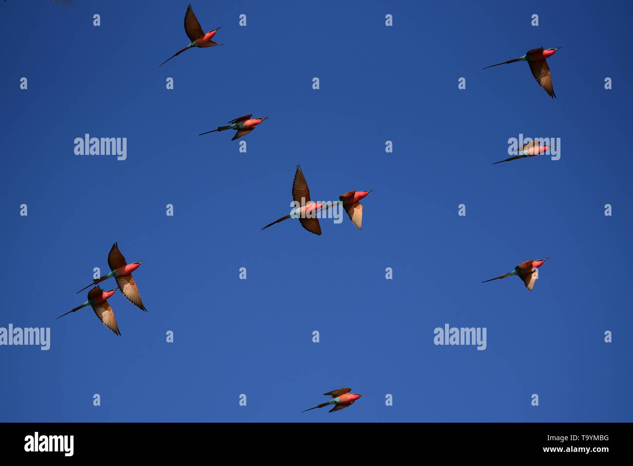 Southern carmine bee-eater (Merops nubicoides) flock flying with blue sky background. Namibia Stock Photo