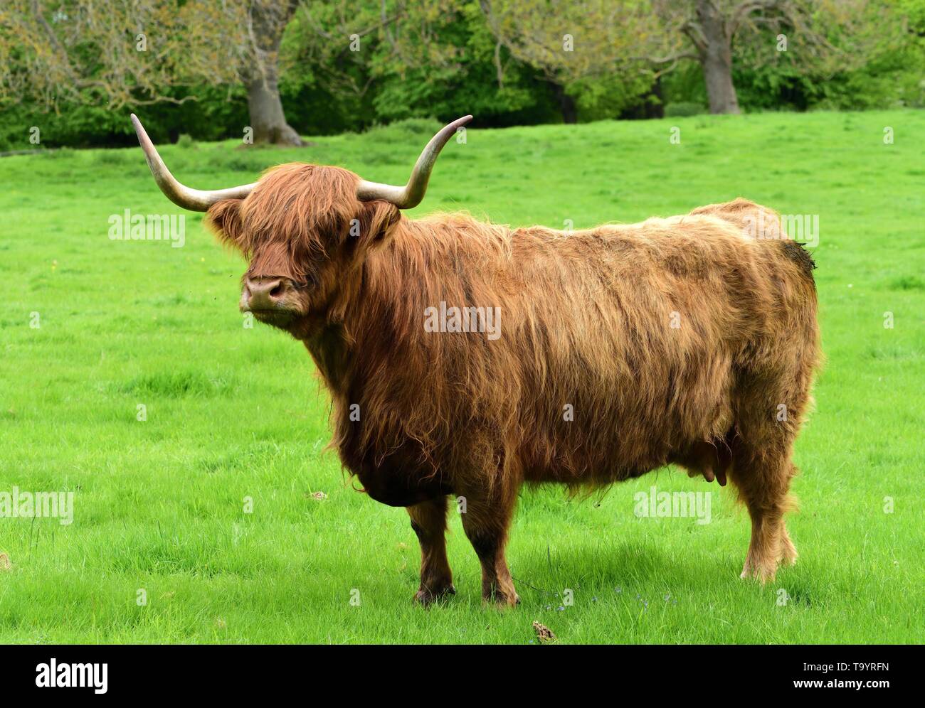 Highland cattle with horns hi-res stock photography and images - Alamy