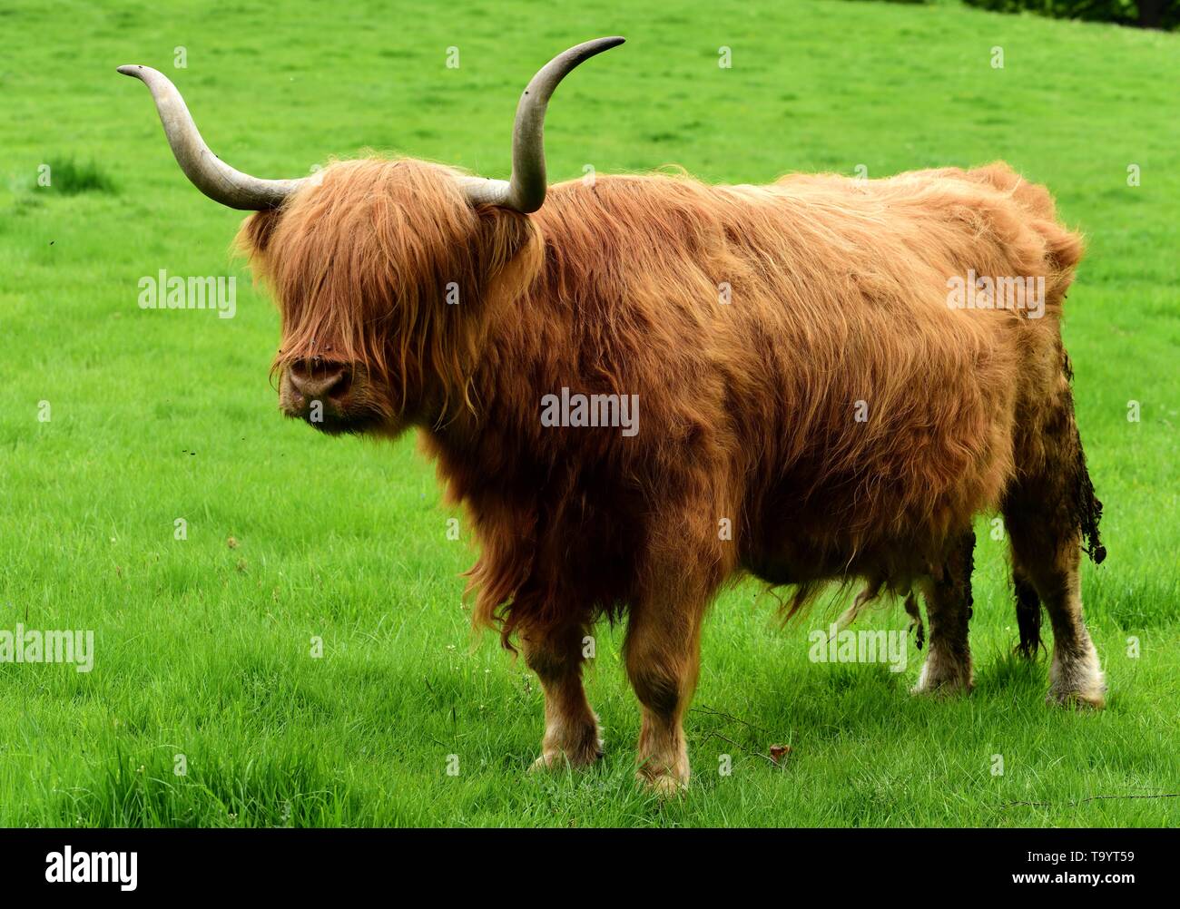 Highland cow standing in a field hi-res stock photography and images ...