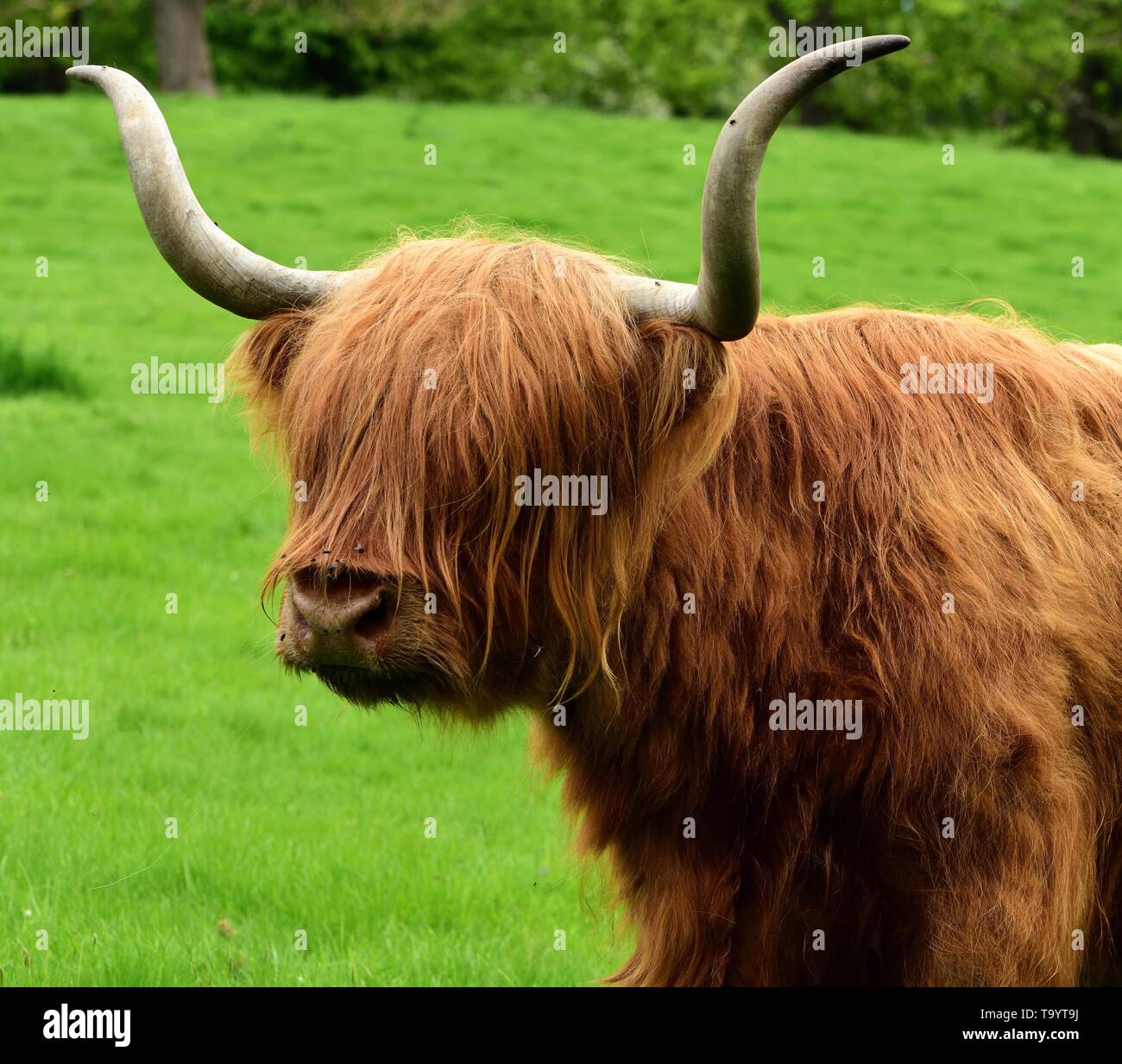 Closeup of Highland Cow standing in a field Stock Photo - Alamy