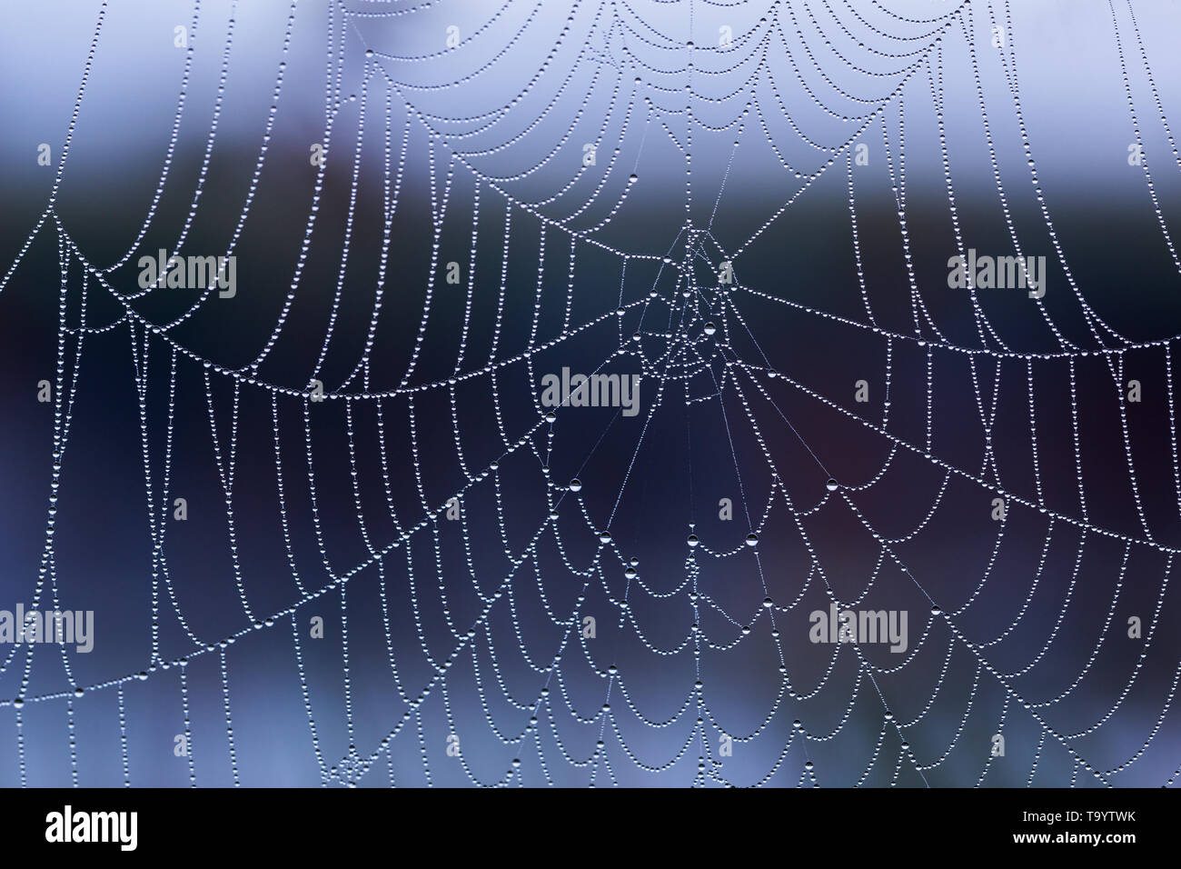 spider web with dew drops without spider at morning with selective focus closeup. Stock Photo