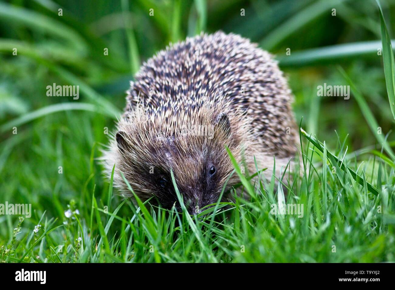 European hedgehog (Erinaceus europaeus) on a garden lawn in East Sussex,UK Stock Photo
