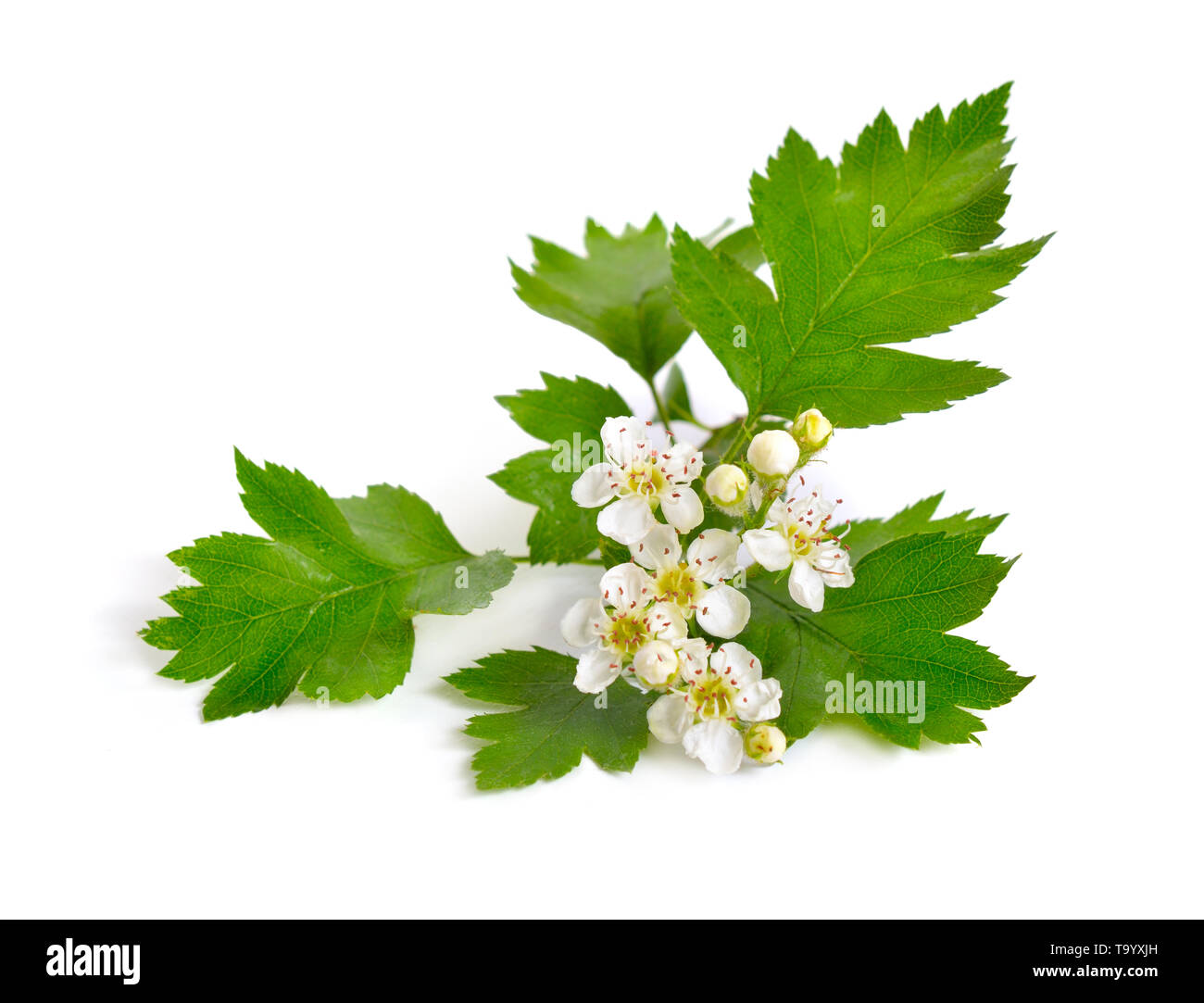 Flowering Crataegus, commonly called hawthorn, quickthorn, thornapple May-tree whitethorn or hawberry. Isolated on white. Stock Photo