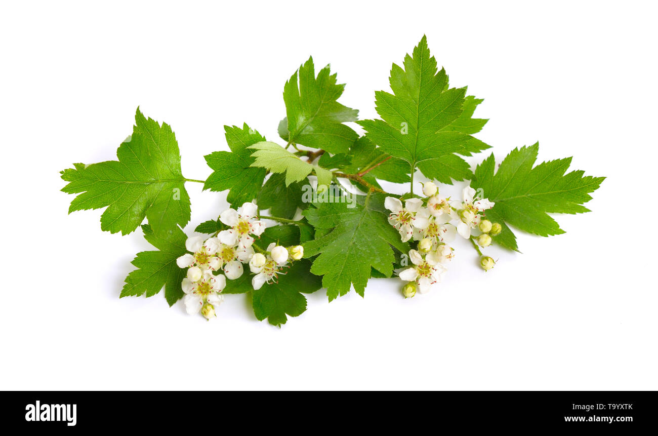 Flowering Crataegus, commonly called hawthorn, quickthorn, thornapple May-tree whitethorn or hawberry. Isolated on white. Stock Photo