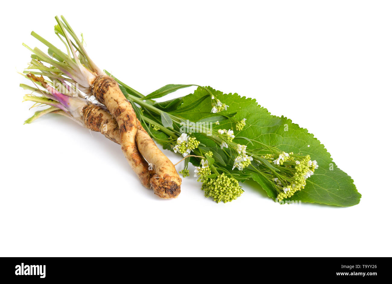 Horseradish, Armoracia rusticana Cochlearia armoracia. Isolated on white background. Stock Photo