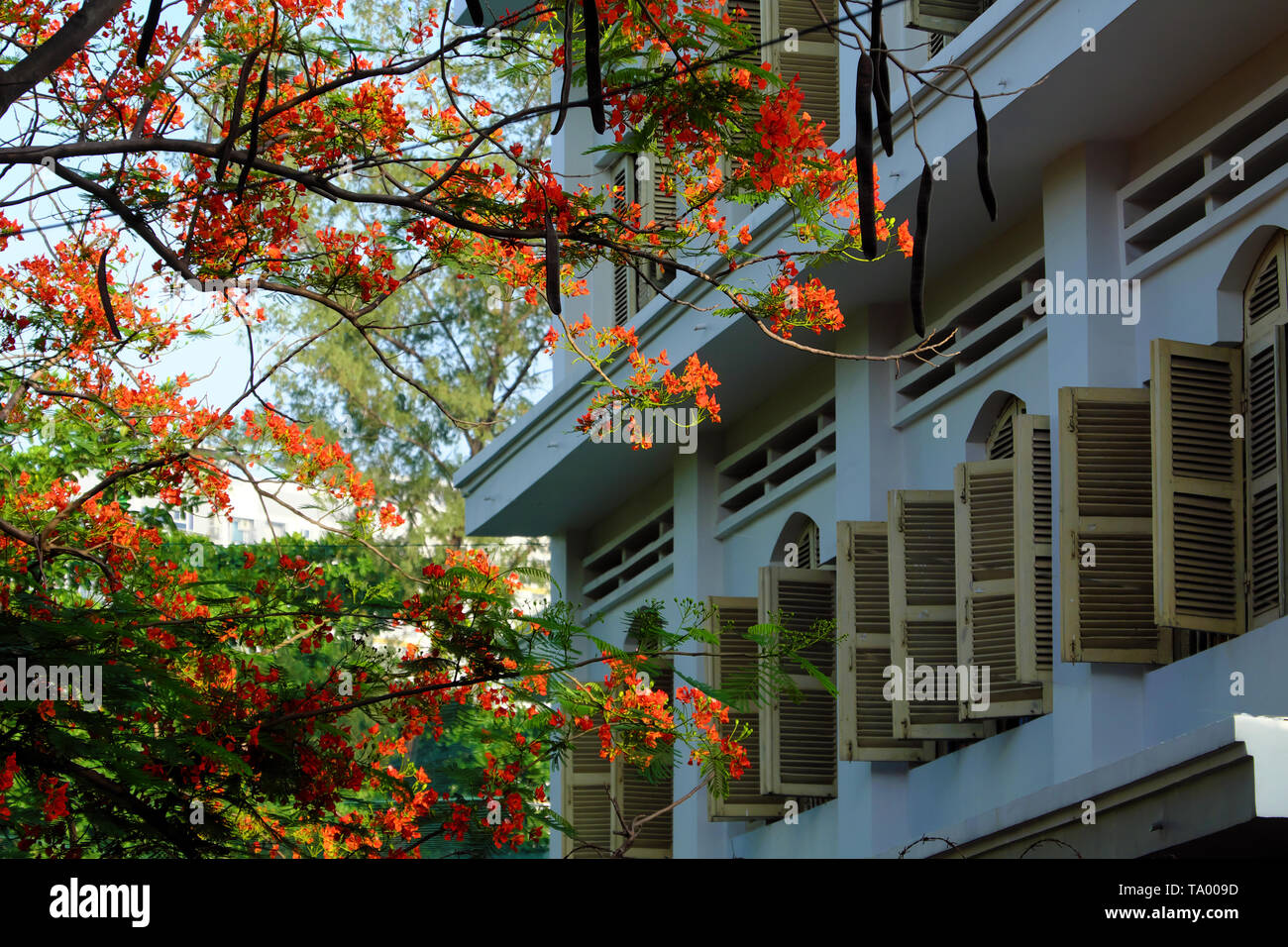 Flamboyant tree, summer flowers, bloom vibrant in red cover windows open at school, phoenix flower symbol for summertime of pupil, Ho Chi Minh city Stock Photo