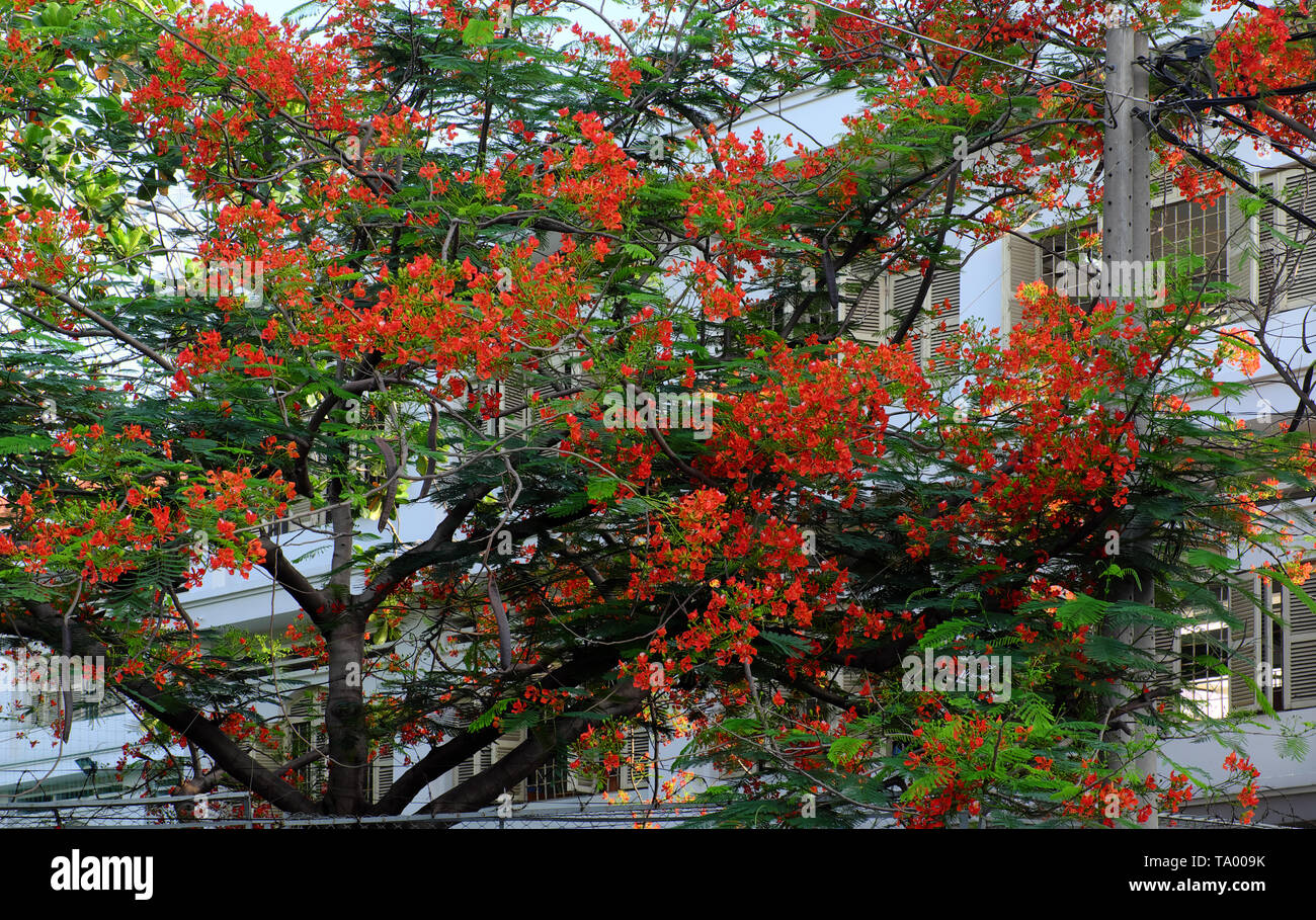Flamboyant tree, summer flowers, bloom vibrant in red cover windows open at school, phoenix flower symbol for summertime of pupil, Ho Chi Minh city Stock Photo