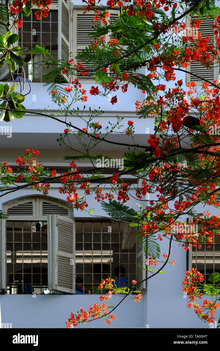 Flamboyant tree, summer flowers, bloom vibrant in red cover windows open at school, phoenix flower symbol for summertime of pupil, Ho Chi Minh city Stock Photo