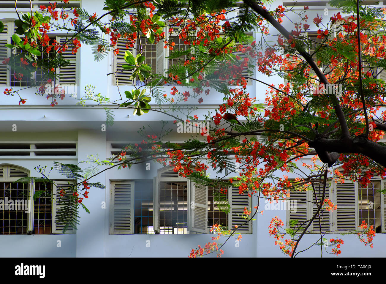 Flamboyant tree, summer flowers, bloom vibrant in red cover windows open at school, phoenix flower symbol for summertime of pupil, Ho Chi Minh city Stock Photo
