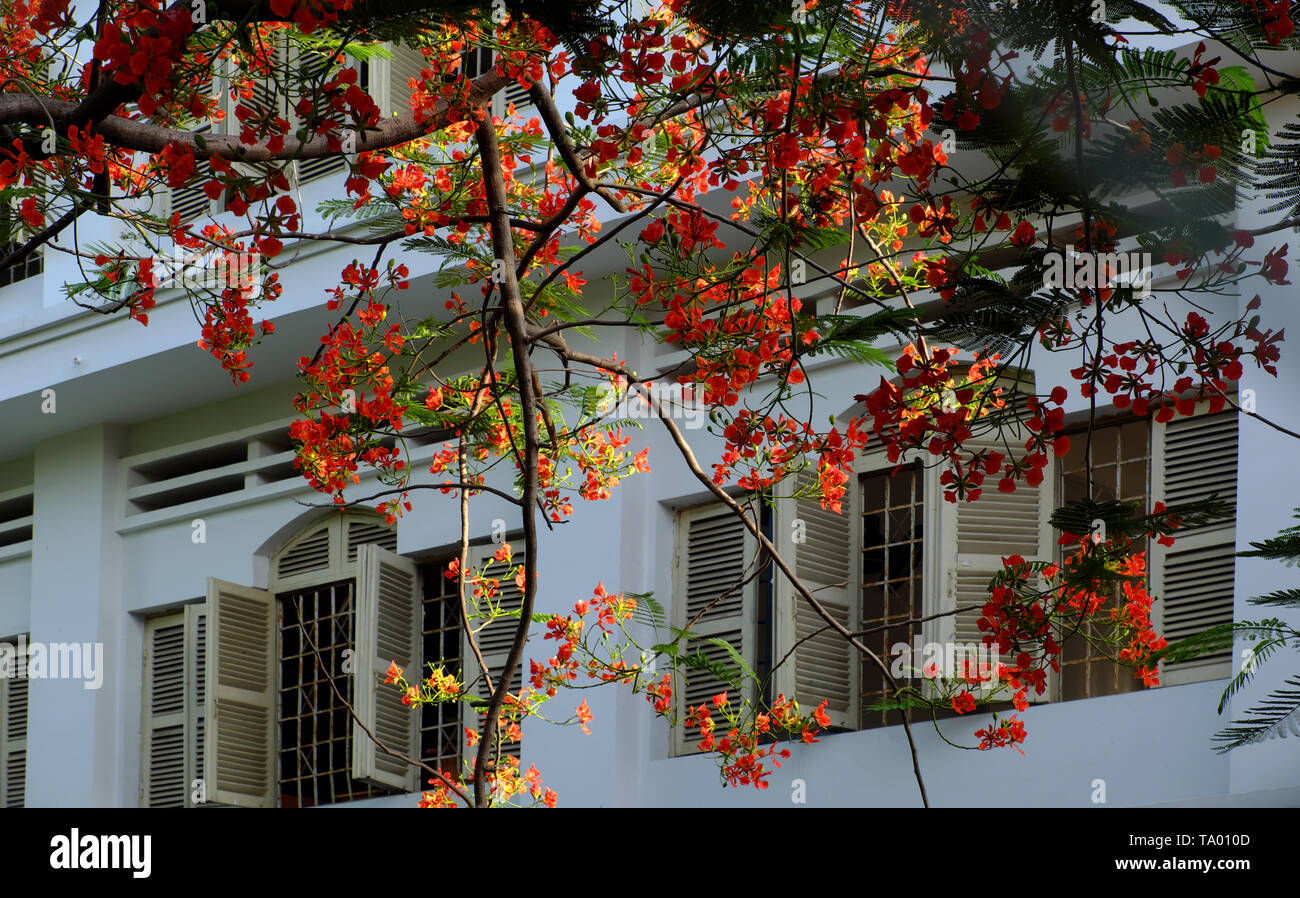 Flamboyant tree, summer flowers, bloom vibrant in red cover windows open at school, phoenix flower symbol for summertime of pupil, Ho Chi Minh city Stock Photo