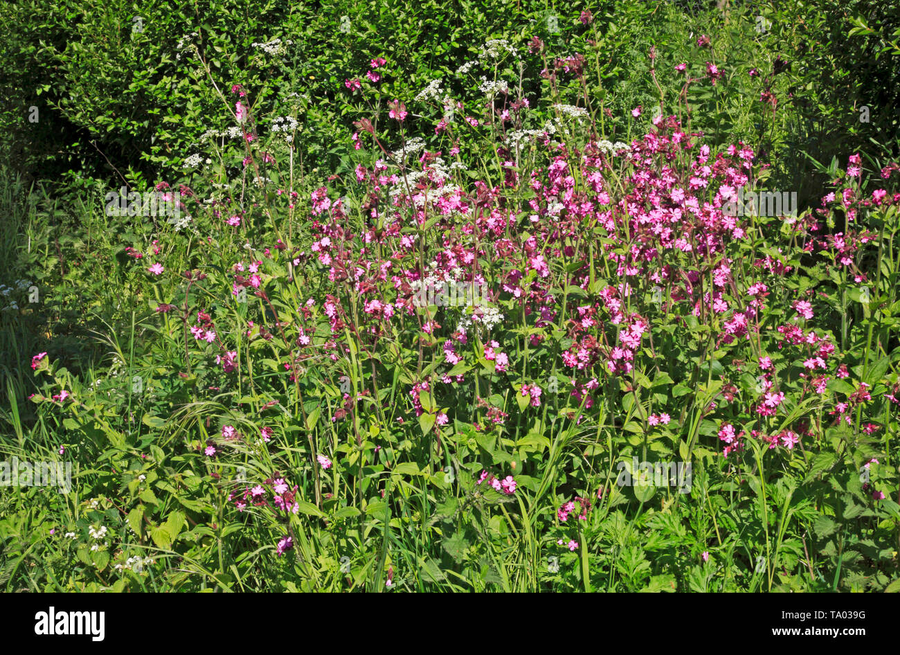 A group of wild flowers, primarily Red Campion, by the Weavers' Way long distance path at Felmingham, Norfolk, England, United Kingdom, Europe. Stock Photo