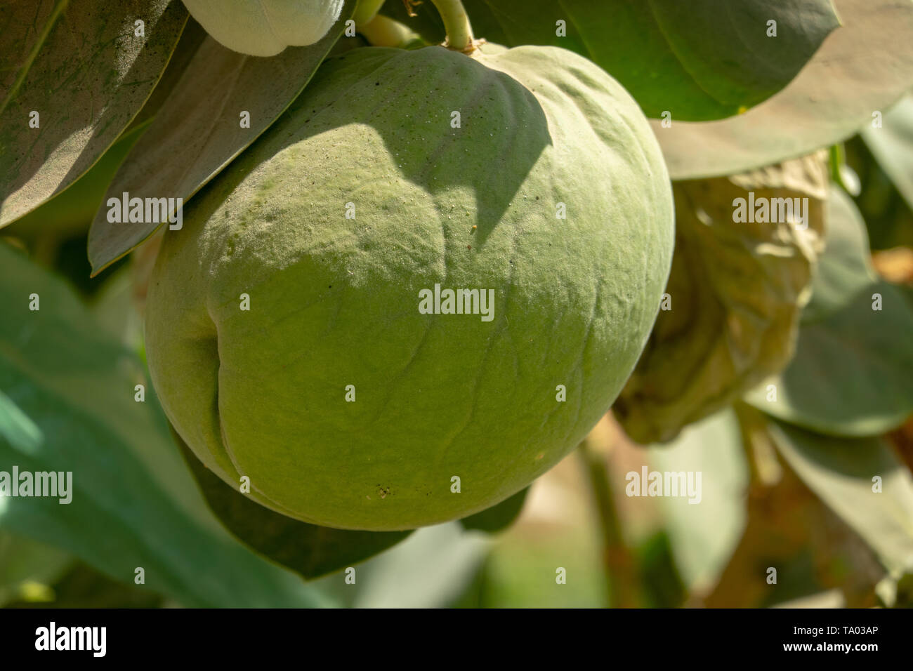 Close-up view of the large gas-filled fruits of the giant milkweed Calotropis gigantea on the banks of the Nile near the Sudanese capital Khartoum, Af Stock Photo