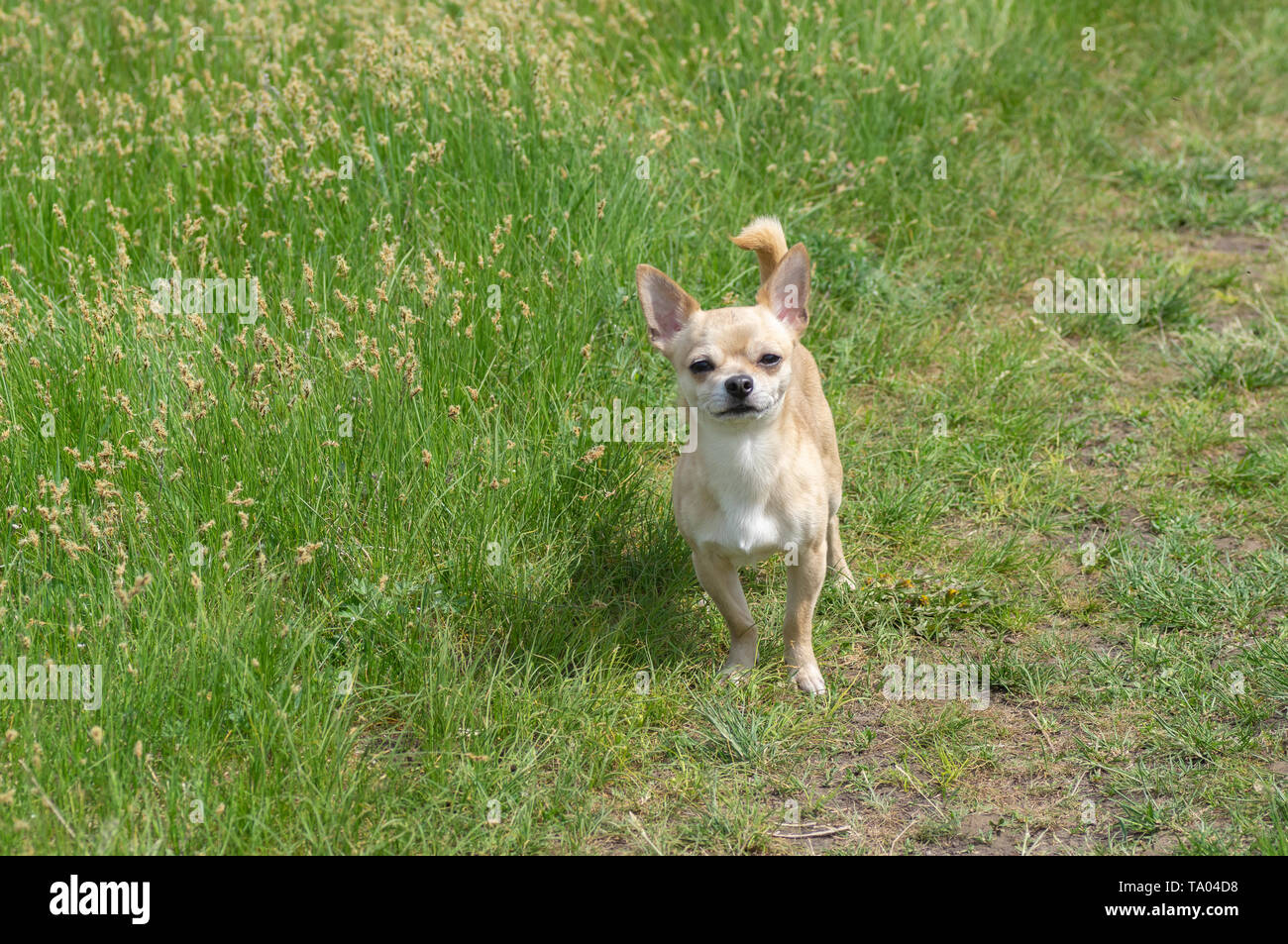 Small creamy brave Chihuahua guarding its fatherland in spring grass