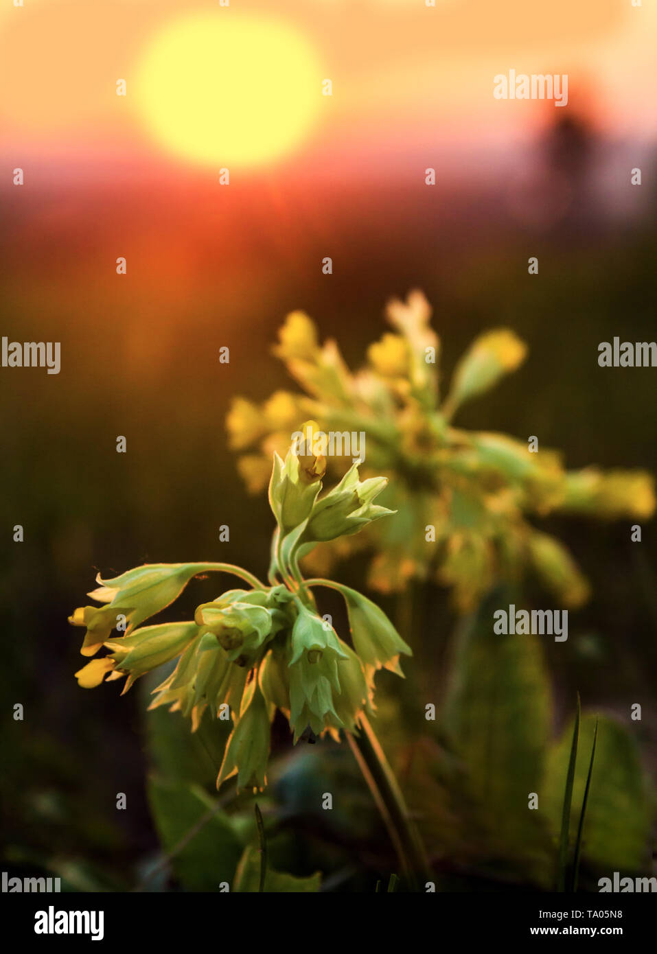 The blooming primrose Primula Veris against the rising sun in the spring May morning in the morning Stock Photo