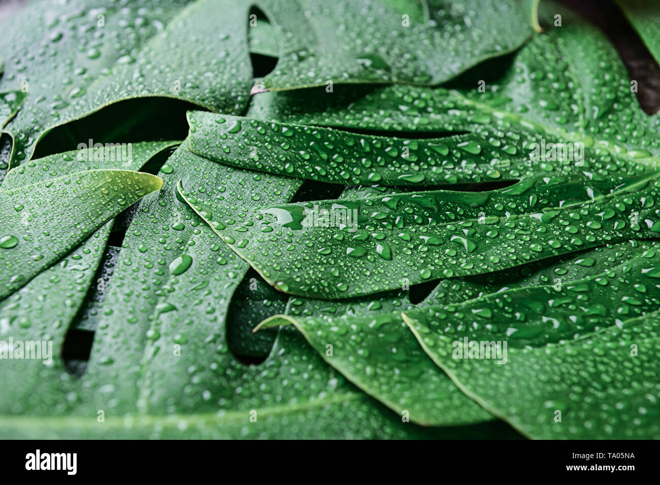 Green tropical leaves as background Stock Photo - Alamy