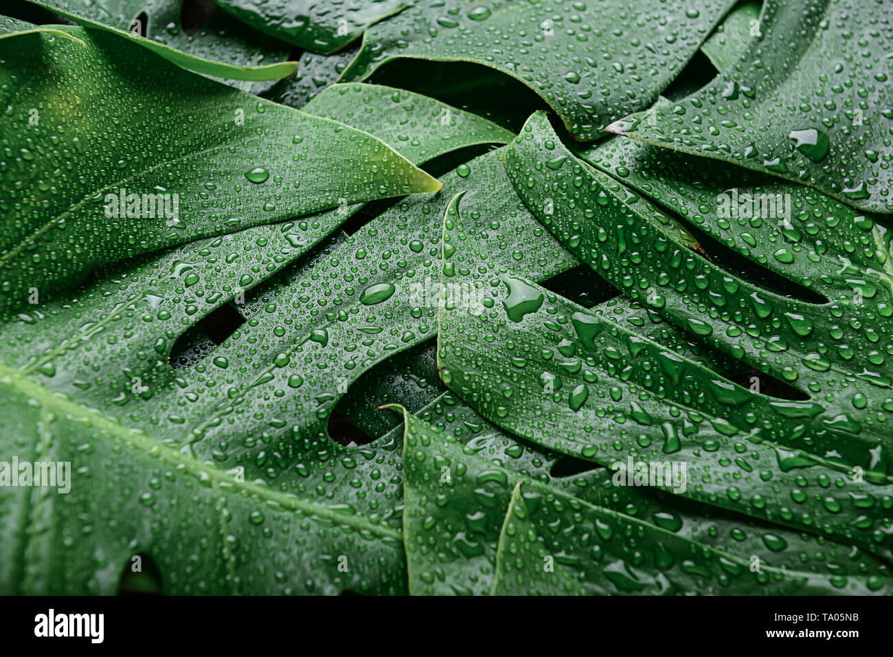 Green tropical leaves as background Stock Photo - Alamy