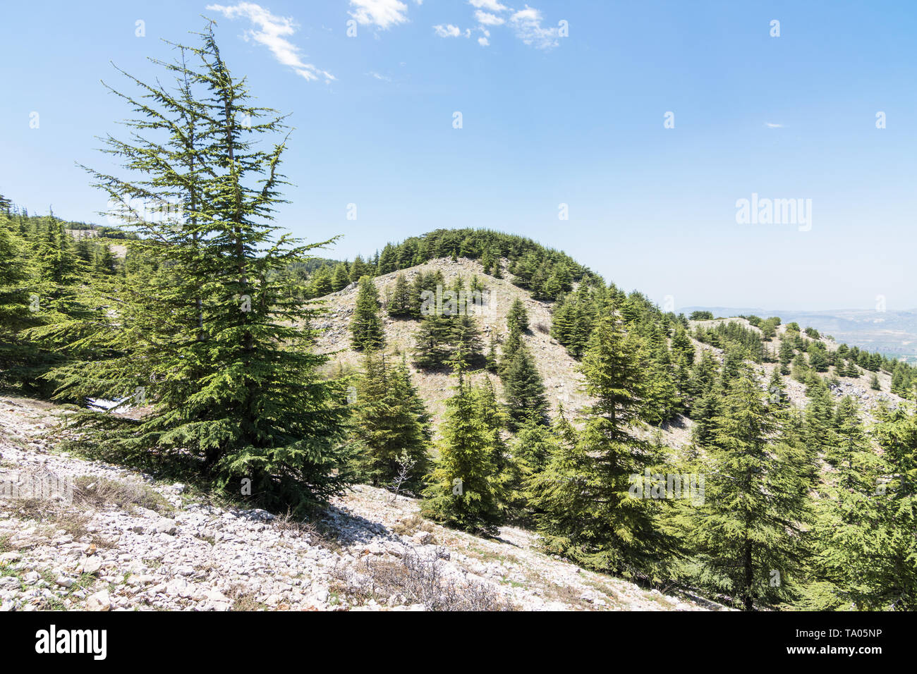 Barouk Forest Hi Res Stock Photography And Images Alamy